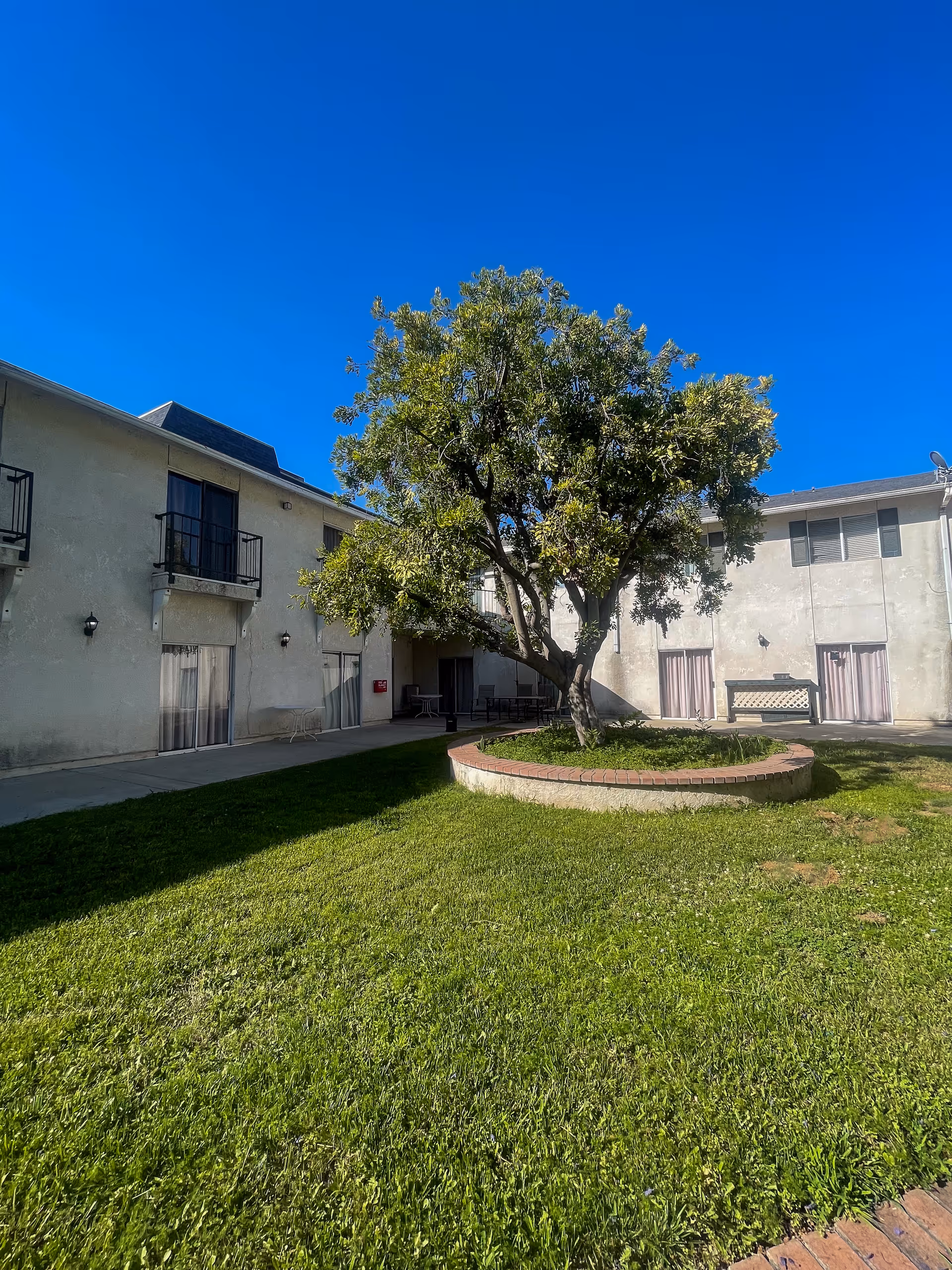 Outdoor courtyard area with a large tree planted in a circular raised bed surrounded by grass. The courtyard is enclosed by a two-story building with balconies and windows. The sky is clear and blue.