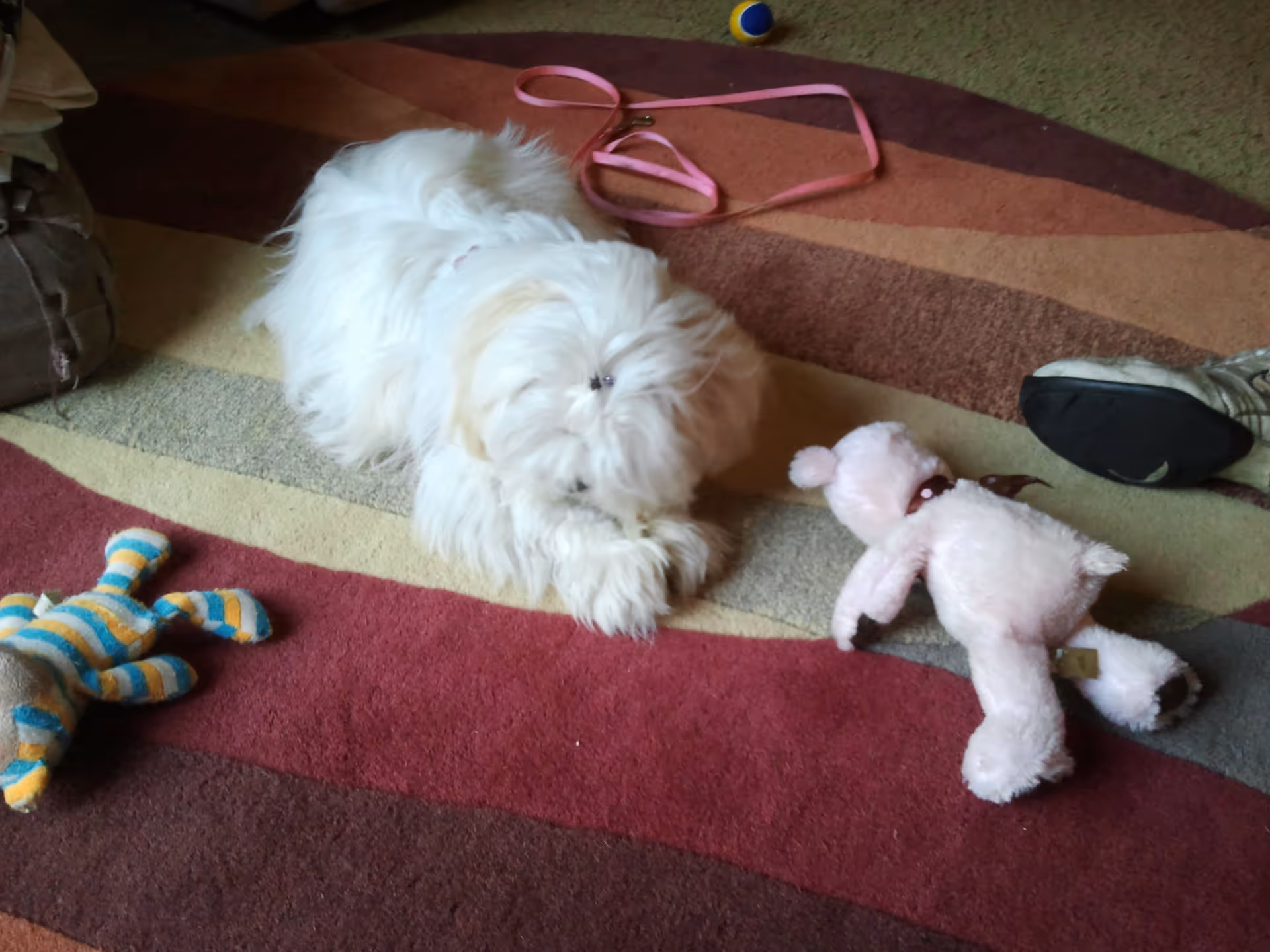 A small white fluffy dog lying on a multicolored striped carpet with a pink leash, a blue and yellow striped stuffed toy, and a pink stuffed animal nearby. A person's foot wearing a sneaker is partially visible on the right side.