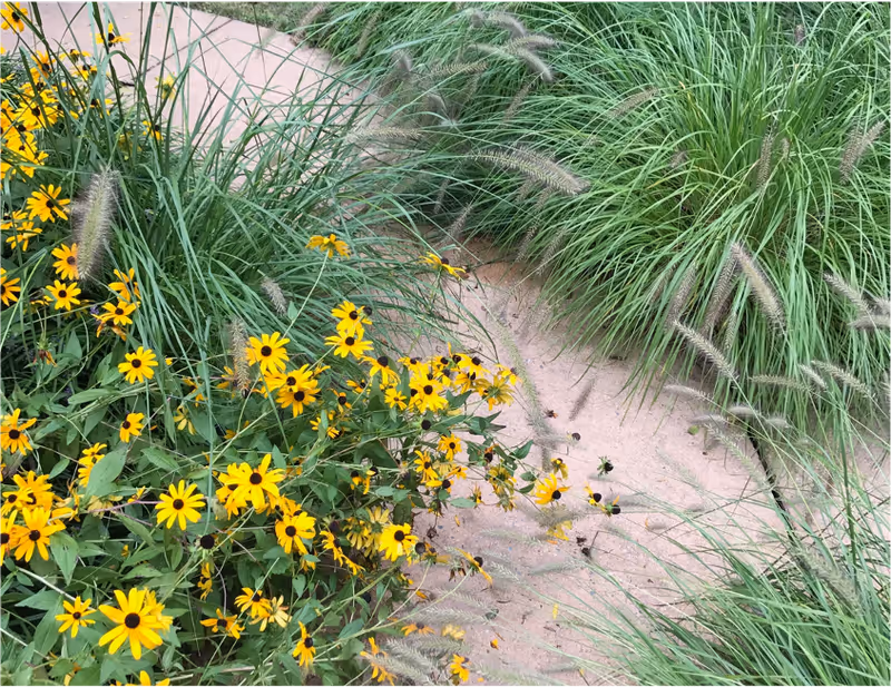 Concrete walkway bordered by yellow black-eyed Susan flowers and tall ornamental grasses.