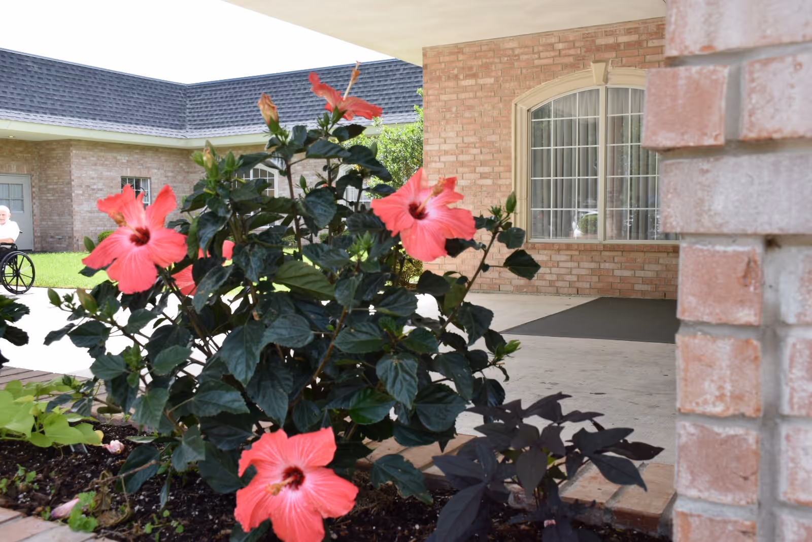 Outdoor view of a nursing and rehabilitation facility with a close-up of blooming pink hibiscus flowers in the foreground, brick walls, a window with white curtains, and a person in a wheelchair in the background on the left side.