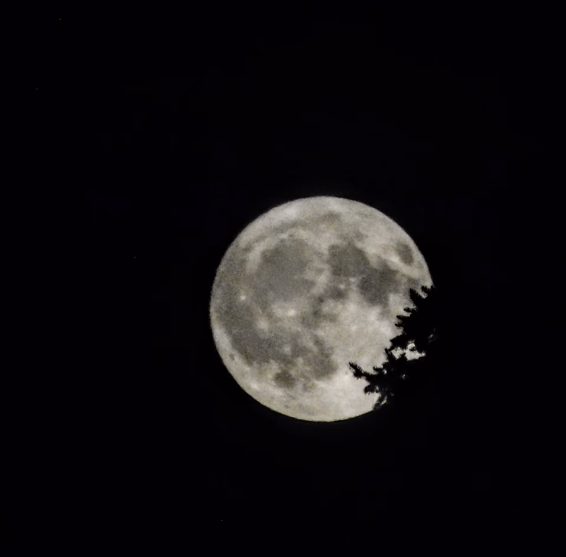 Full moon in a dark night sky with tree branches silhouetted against its lower right edge.