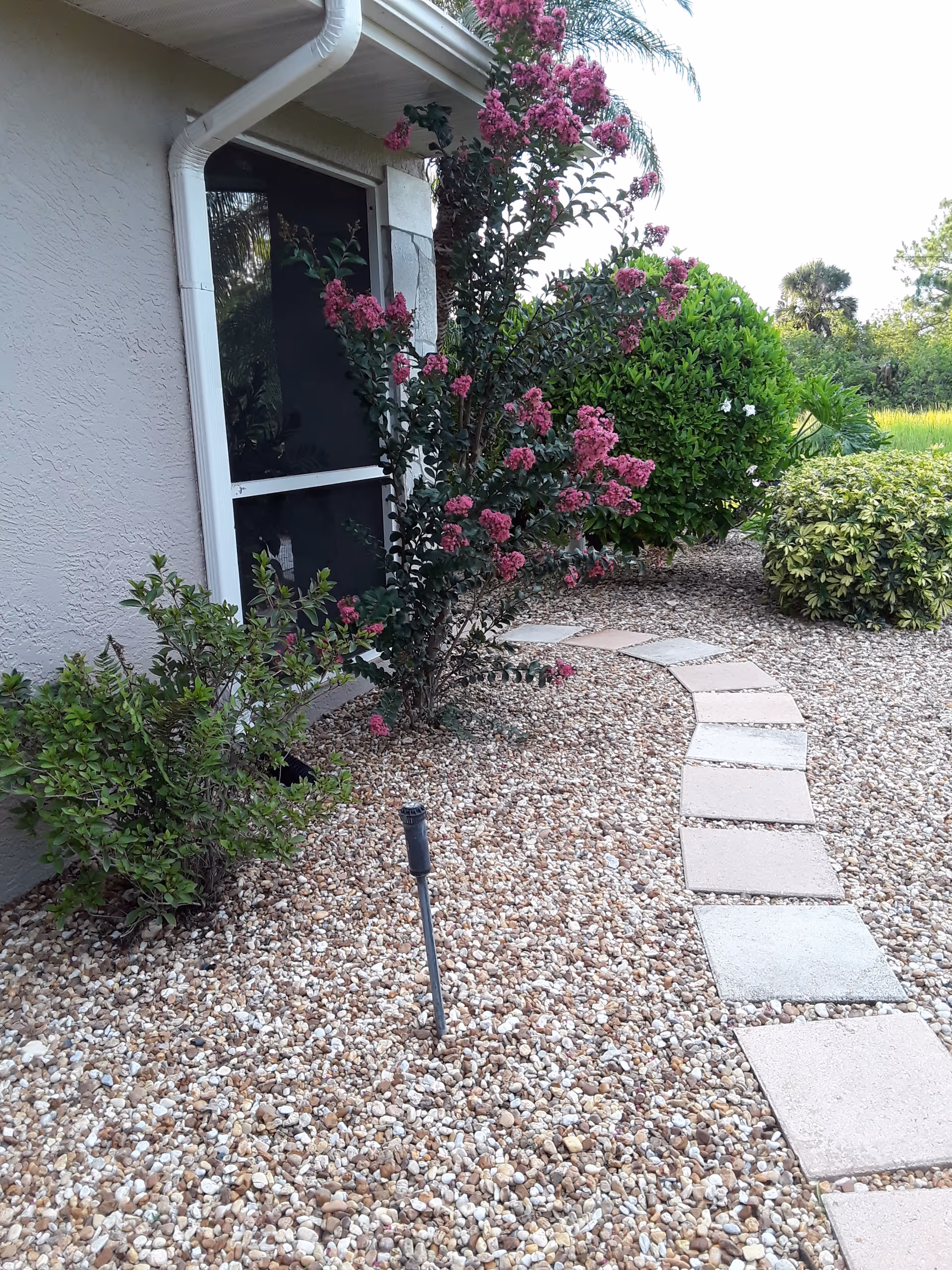 A garden path made of square stepping stones curves through a bed of small pebbles next to a building wall. There are various green bushes and a flowering plant with pink blossoms along the path. The building has a screened window and a white gutter downspout.