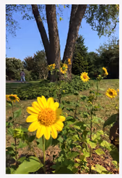Yellow flowers in the foreground with a large tree and green grass in the background under a clear blue sky. A person is walking in the distance on a pathway.