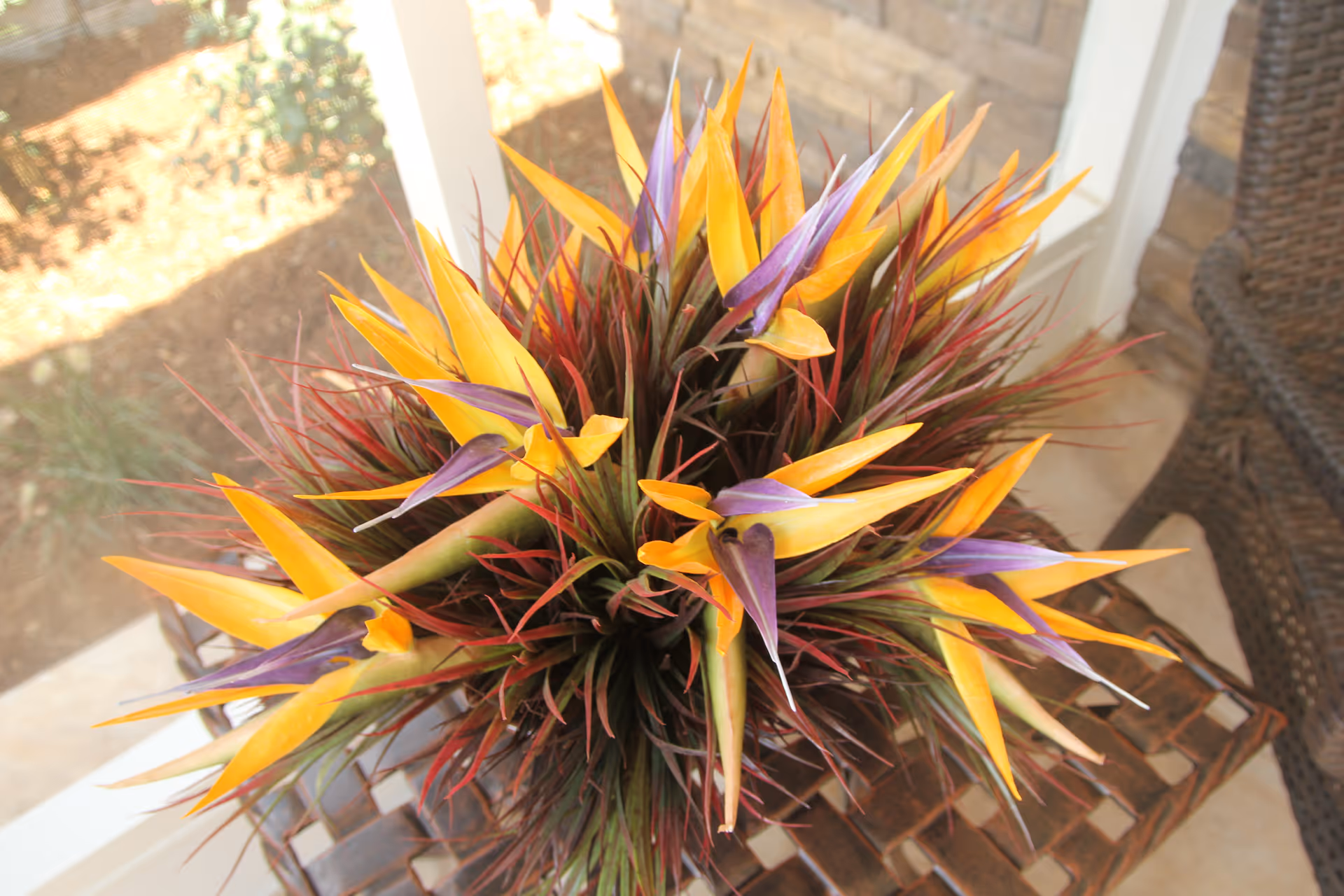 Top-down view of a vibrant orange and purple bird-of-paradise floral arrangement on a woven patio table.