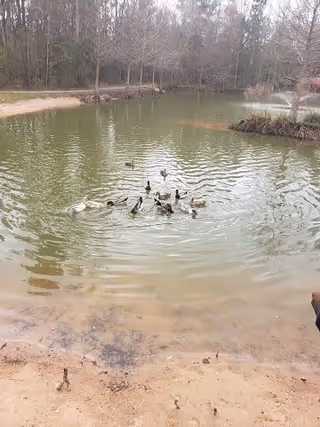 A small pond with several ducks swimming in the water. The pond is surrounded by bare trees and a sandy shore area. The scene appears to be outdoors in a natural setting.