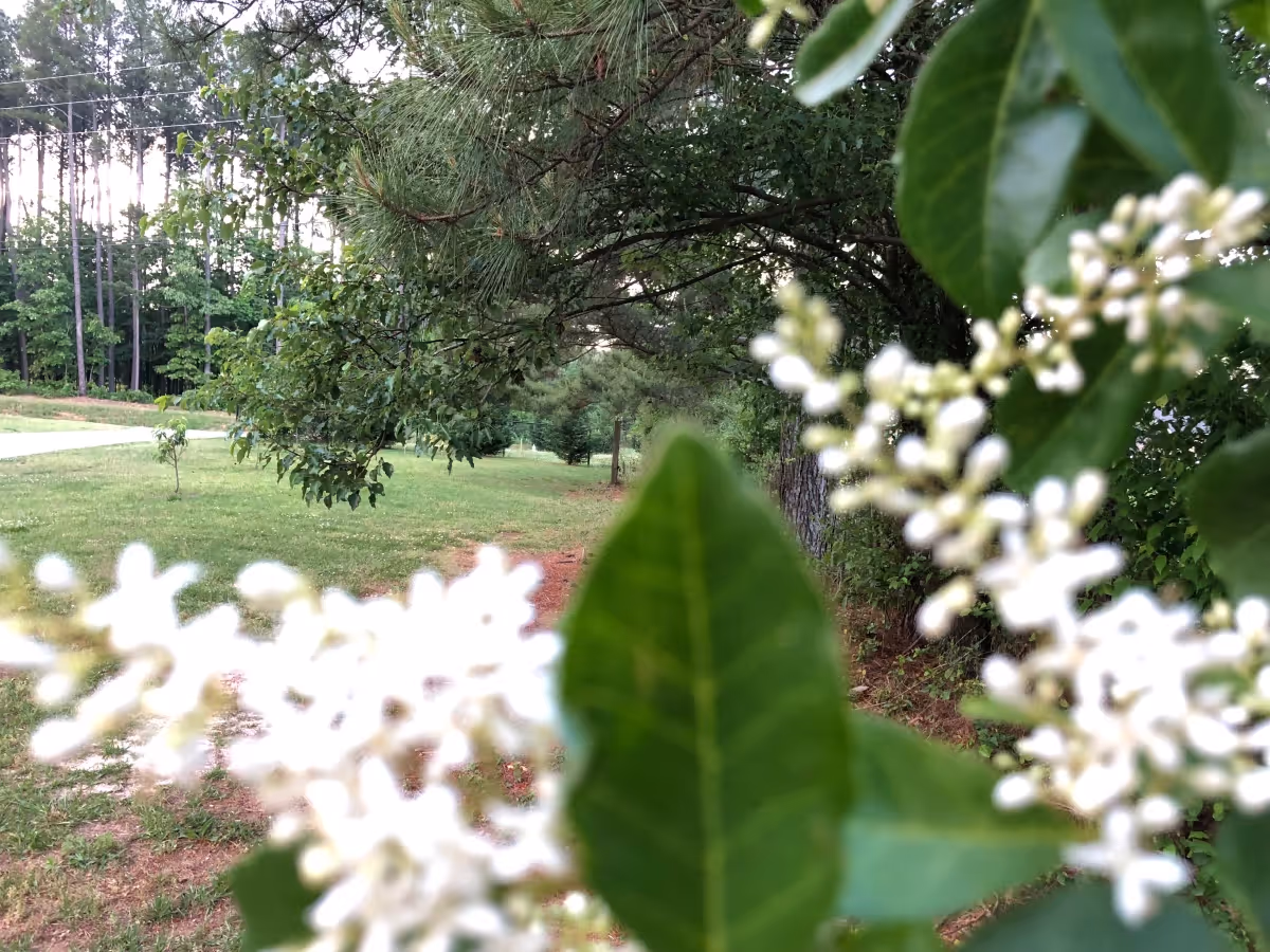 A natural outdoor scene with green grass, trees, and white flowering plants in the foreground. The background shows a wooded area with tall trees and a pathway.
