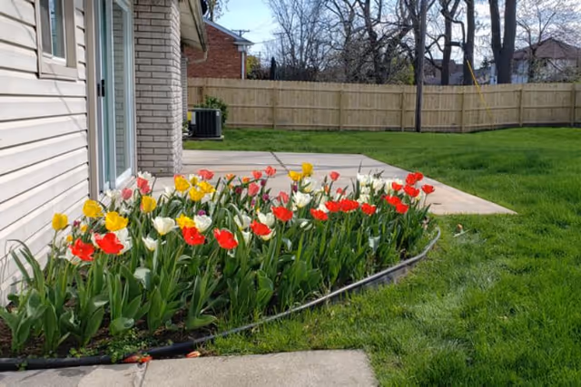 A garden bed with blooming tulips in red, yellow, and white colors next to the exterior wall of a building. The garden bed is bordered by a black plastic edging. In the background, there is a wooden fence enclosing a grassy yard with some trees and a concrete patio area.
