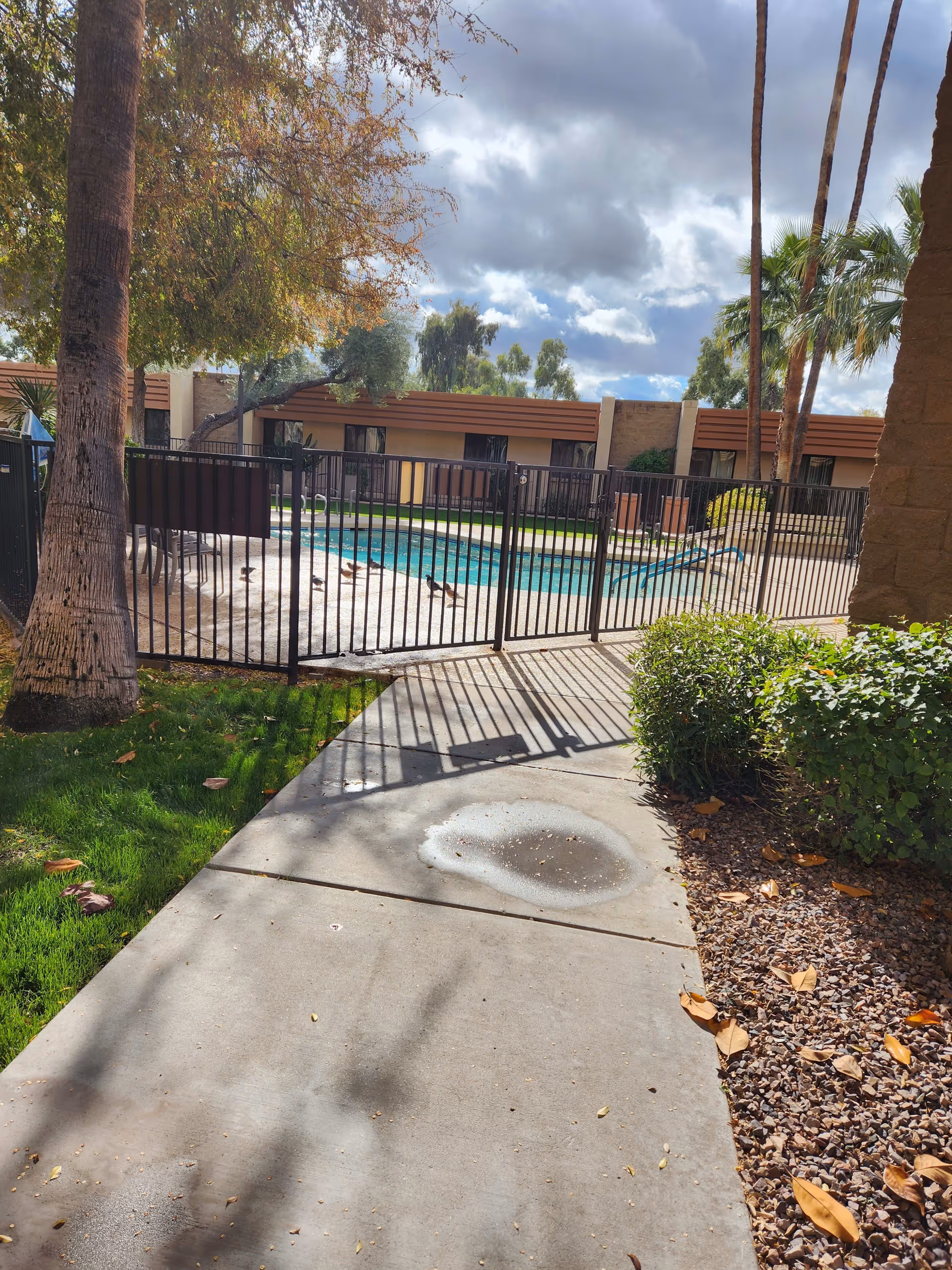 Outdoor view of a fenced swimming pool area at a senior living facility with a concrete walkway leading to the gate. There are palm trees, bushes, and a grassy area surrounding the walkway. The sky is partly cloudy.
