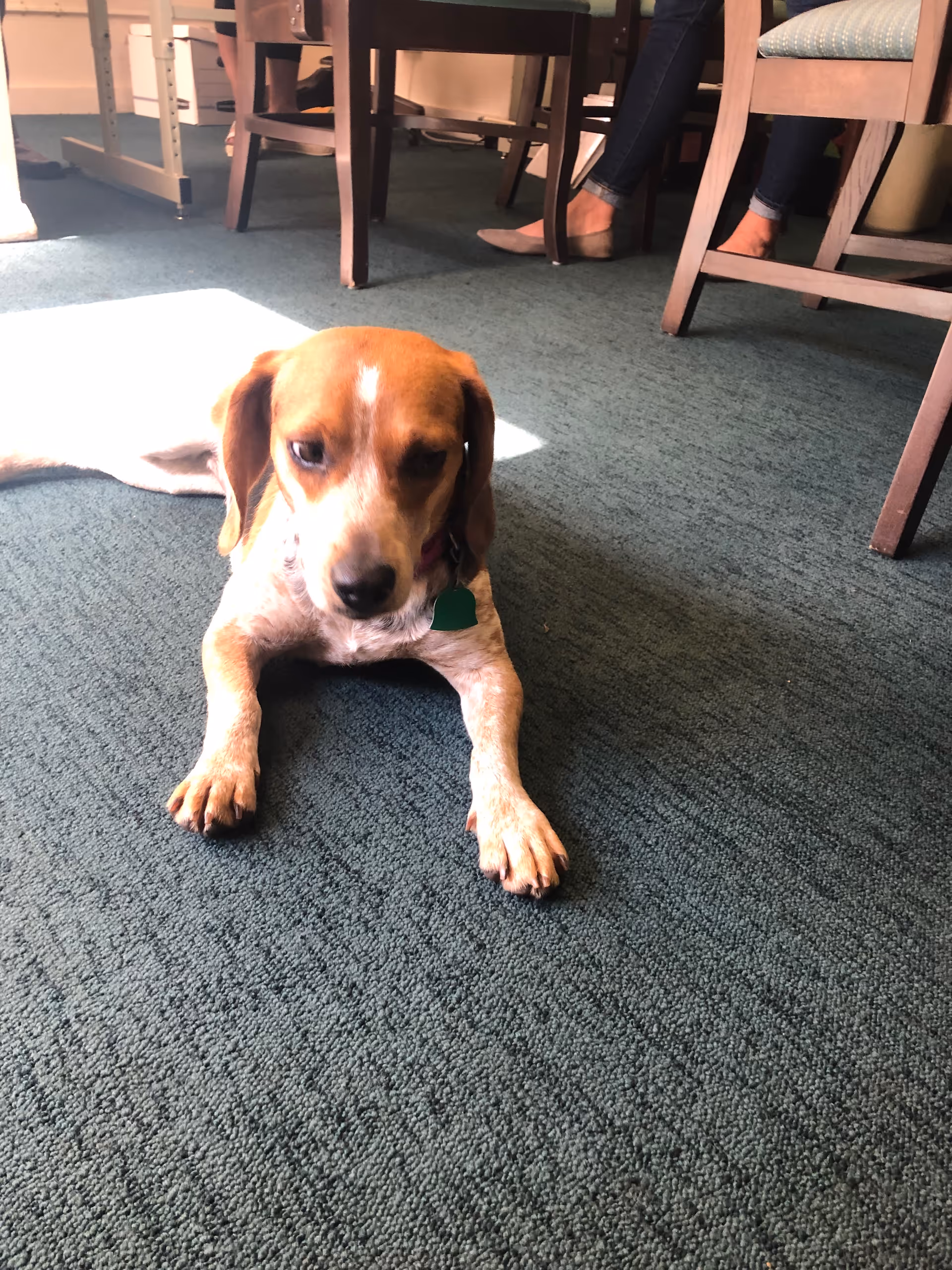 A small brown-and-white dog lying on a green carpet under a table with chairs and people's legs visible in the background.