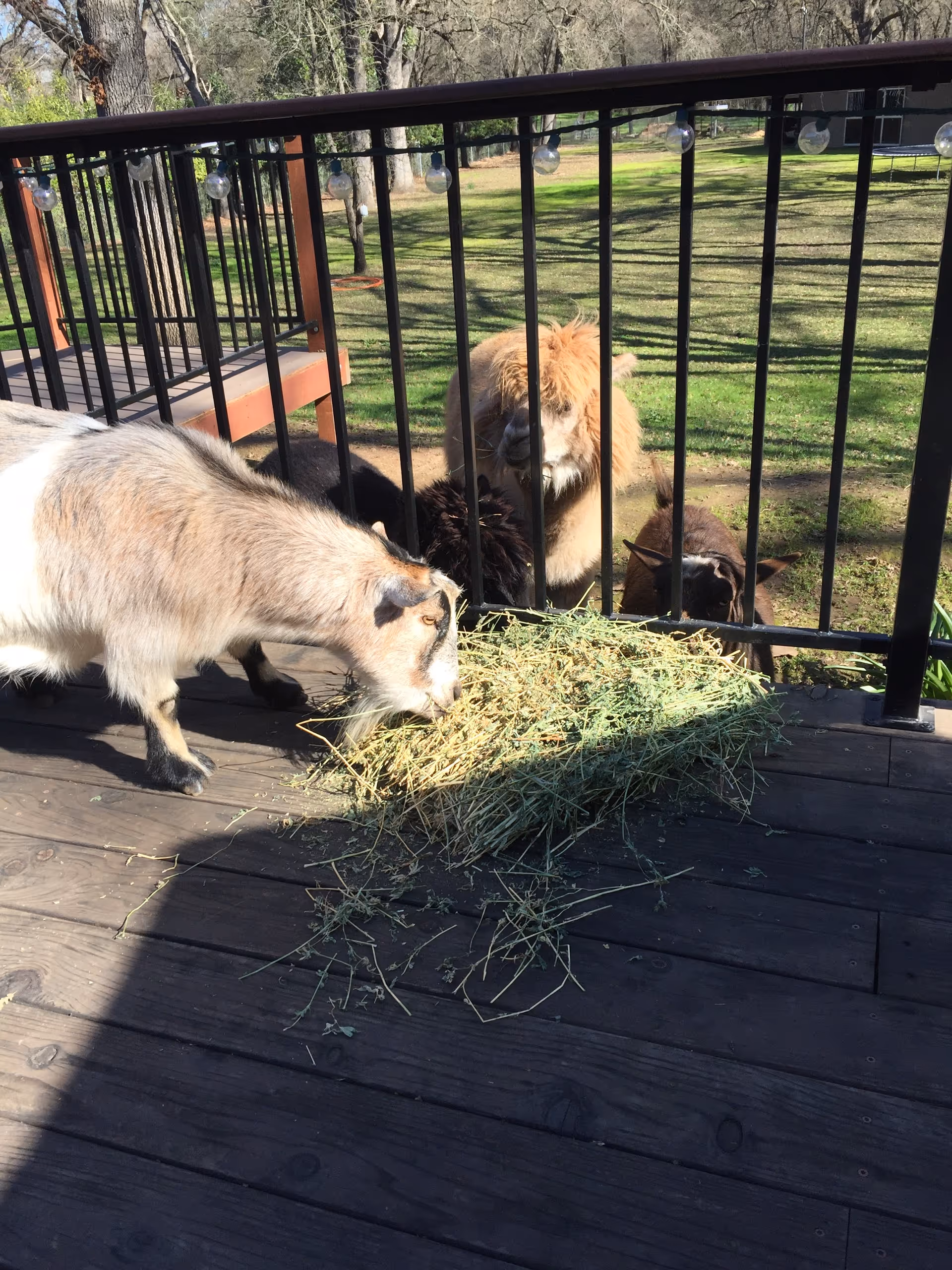 A small goat eating hay on a wooden deck with a black metal railing. Behind the railing, there is a fluffy brown alpaca and another small dark-colored goat also eating hay. The background shows a grassy outdoor area with trees and sunlight casting shadows.