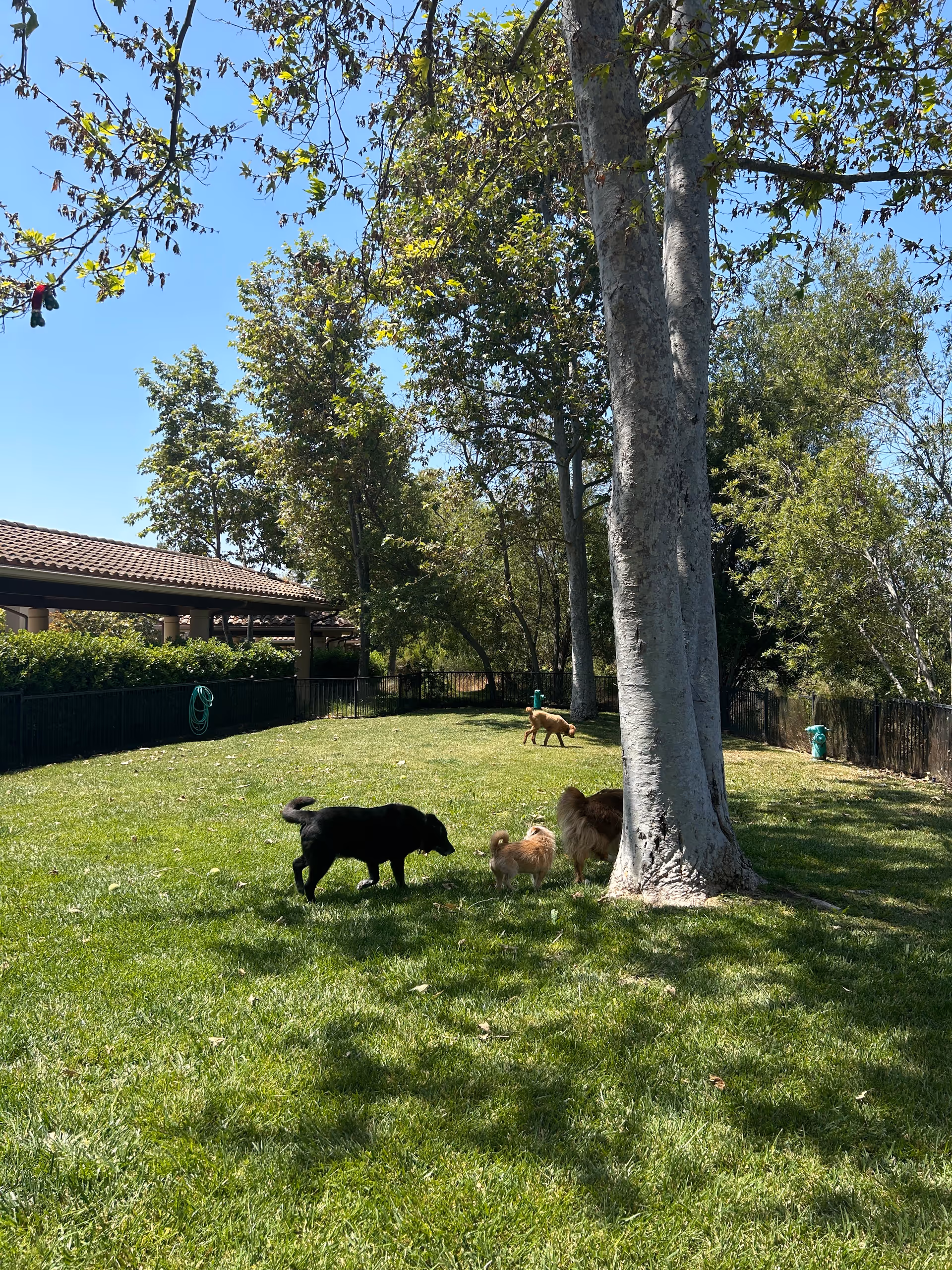 A sunny outdoor grassy area with several trees and four dogs walking and playing. There is a building with a tiled roof and a black fence on the left side, and a garden hose hanging on the fence. The sky is clear and blue.