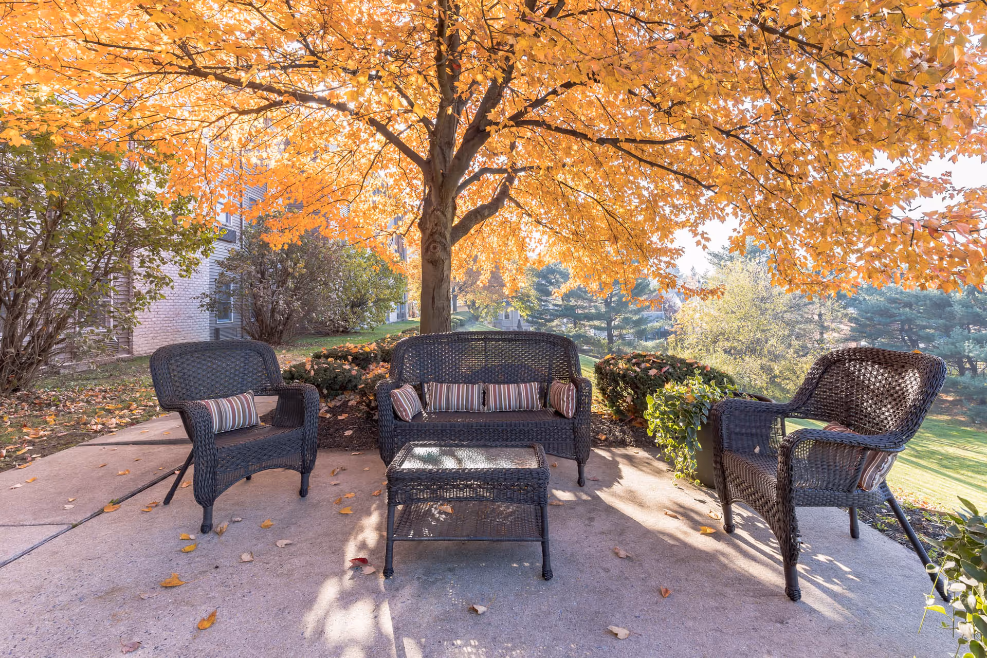 Wicker patio chairs and a loveseat arranged around a small table on a concrete patio beneath a large tree with orange autumn leaves beside a building.