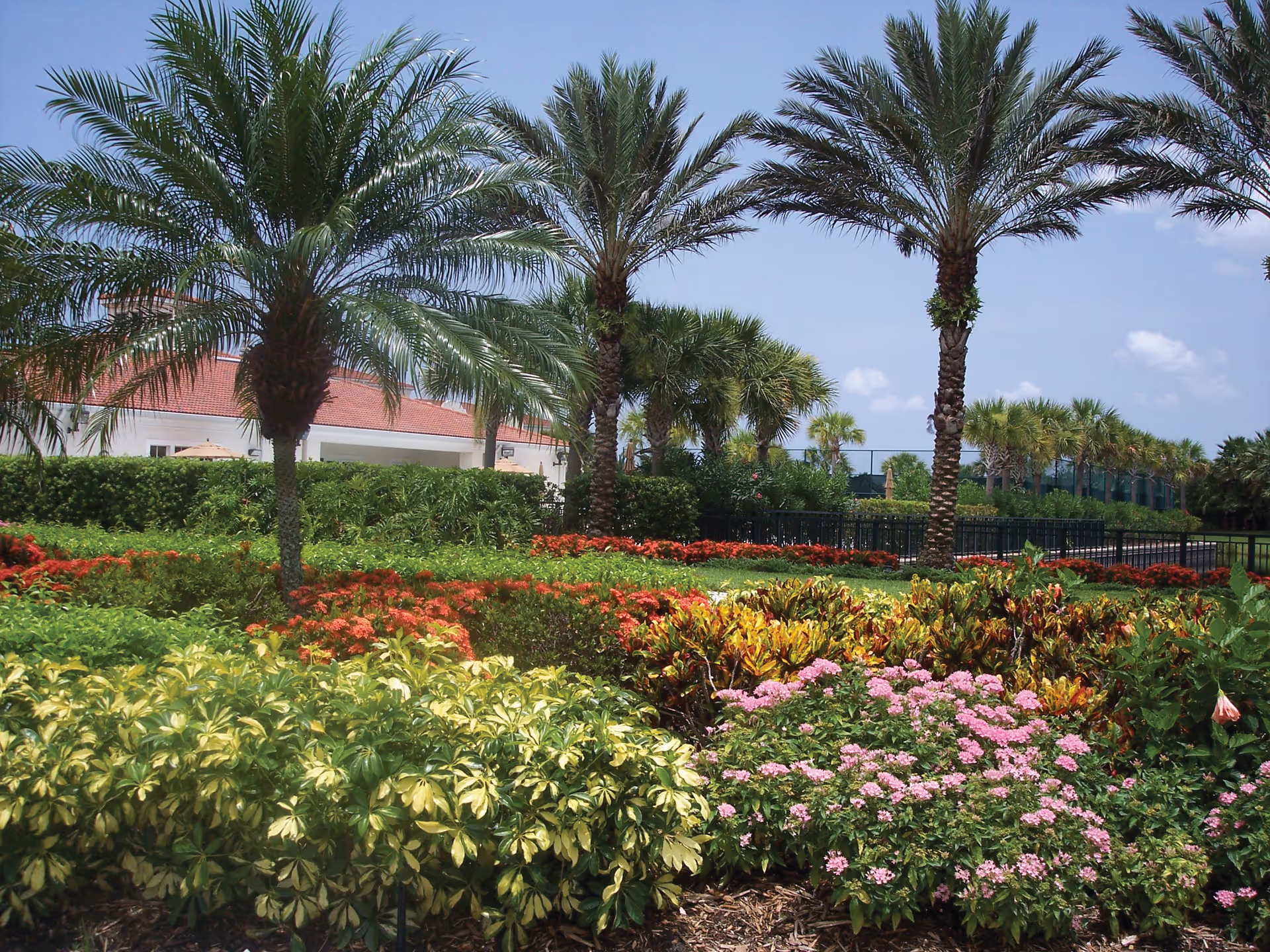 Landscaped garden with palm trees, colorful flowering shrubs, and a building with a red roof in the background.