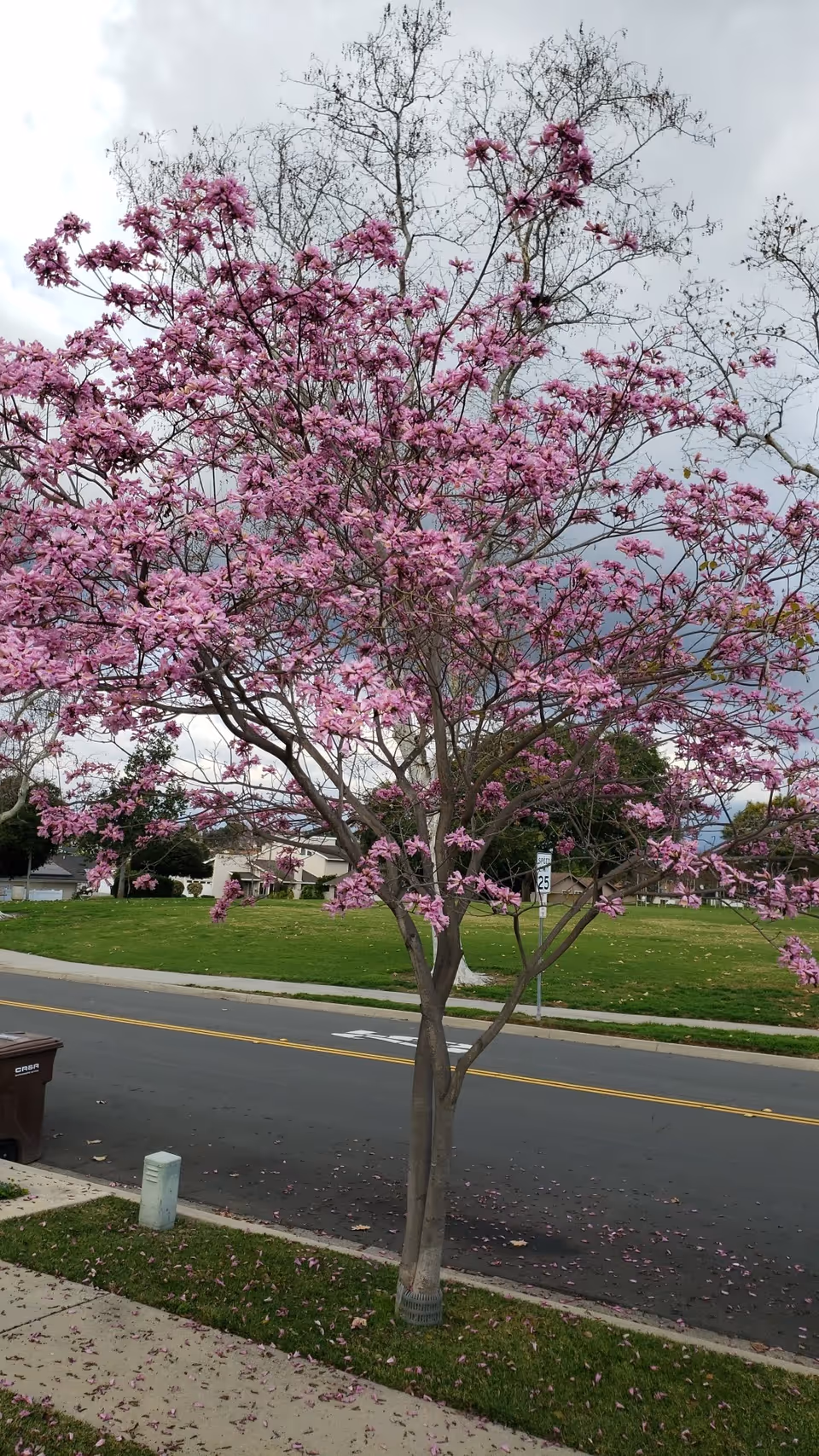 A tree with pink blossoms stands on a grassy strip between a sidewalk and a street. The street has a speed limit sign of 25 mph, and there is a green park area with more trees and houses in the background under a cloudy sky.