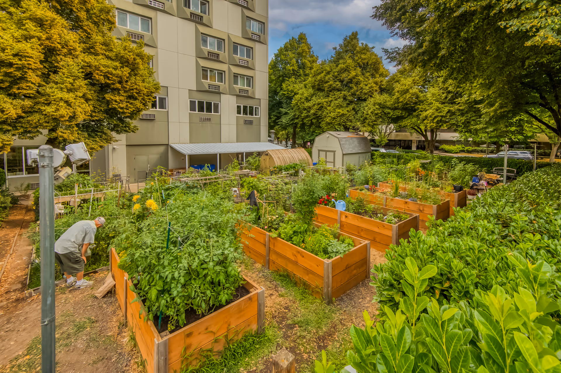 A community garden with multiple raised wooden garden beds filled with various green plants and flowers. An elderly person is tending to one of the garden beds. The garden is surrounded by lush green trees and bushes, with a multi-story building in the background under a partly cloudy sky.