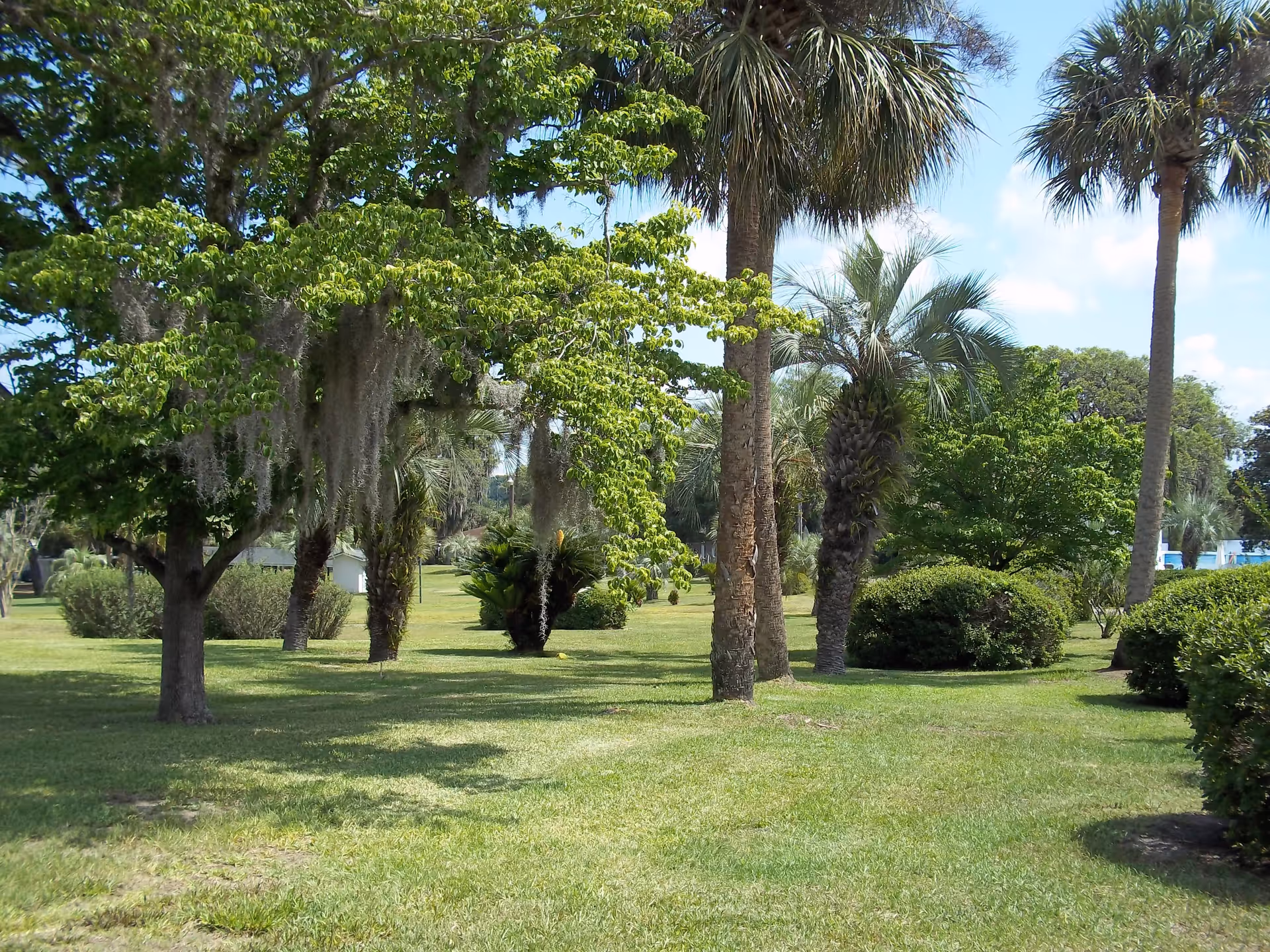 Park-like lawn with palm trees, shrubs, and green grass under a blue sky.
