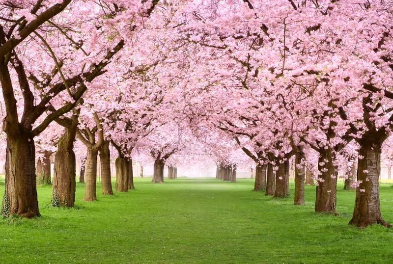 A scenic pathway lined with rows of cherry blossom trees in full pink bloom on both sides, with lush green grass covering the ground beneath the trees.