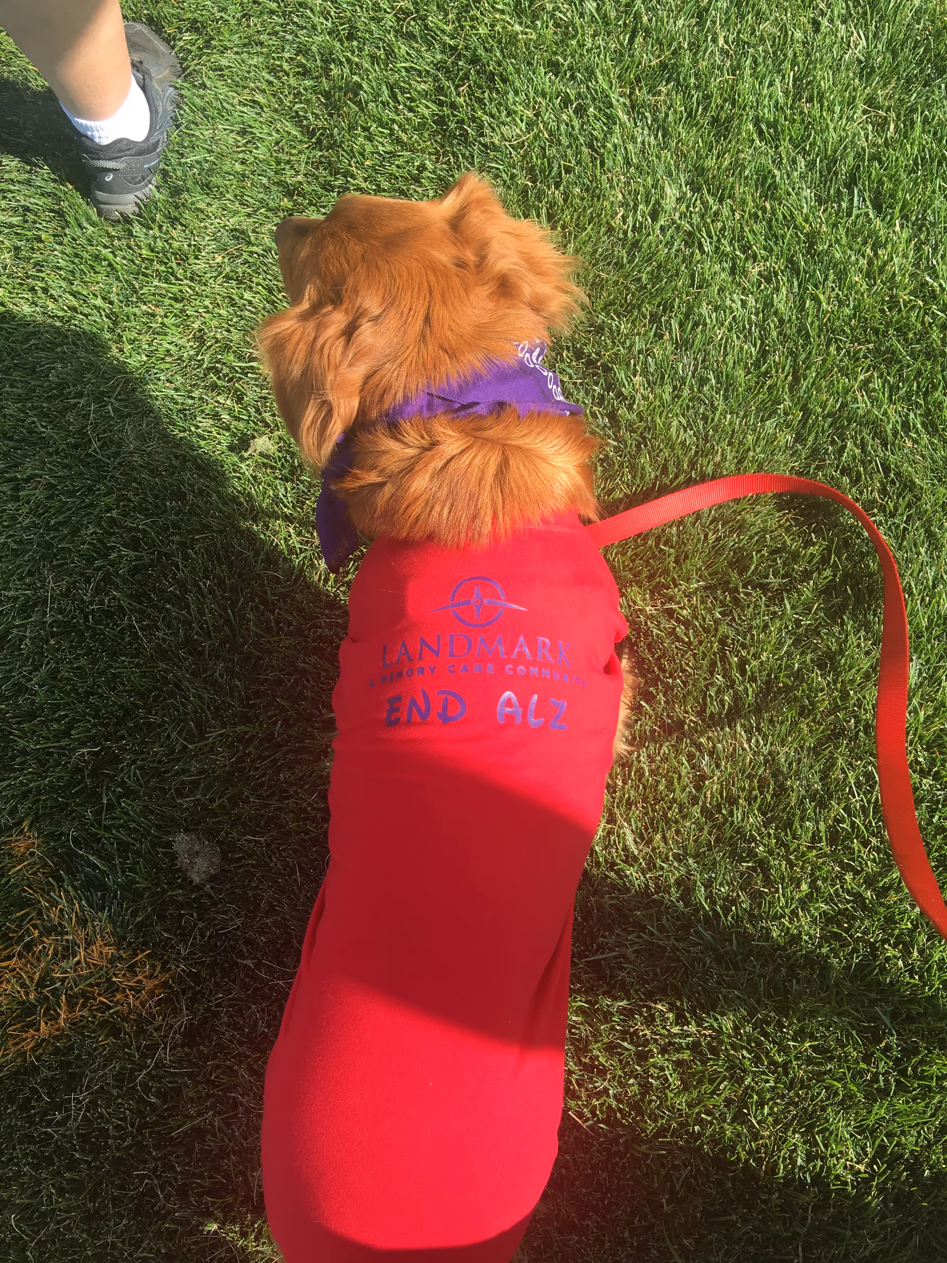 A golden retriever on grass wearing a red Landmark Memory Care shirt and a purple bandana.