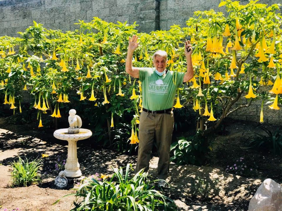 An elderly man wearing a green Villas at San Bernardino t-shirt stands in a garden with his arms raised. Behind him are lush green plants with numerous large yellow trumpet-shaped flowers. A white birdbath with a small statue is visible to the left, and a stone wall forms the background.