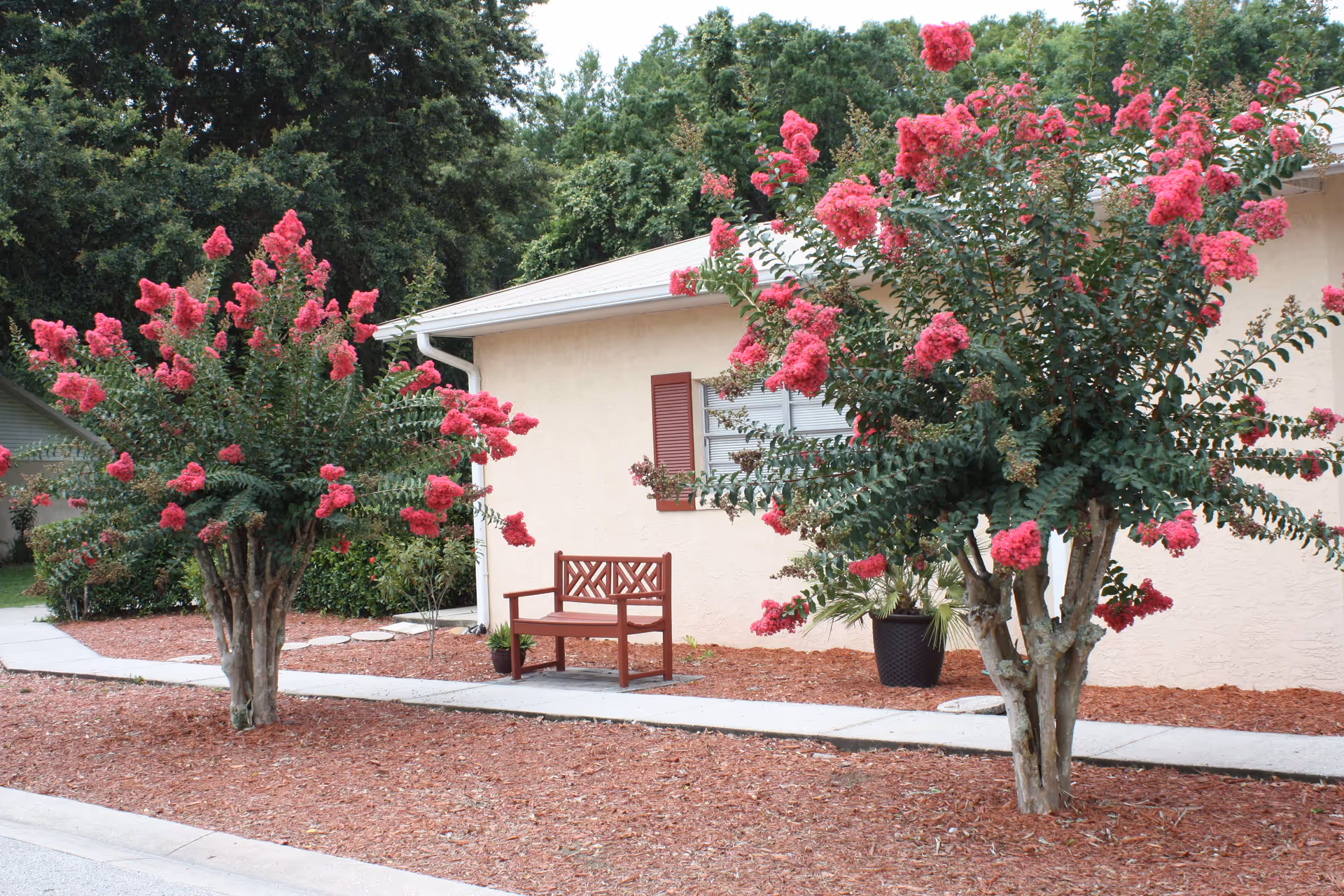 Outdoor area of a senior living facility with two flowering trees with bright pink blossoms, a wooden bench, a potted plant, and a beige building with a window and red shutters in the background.
