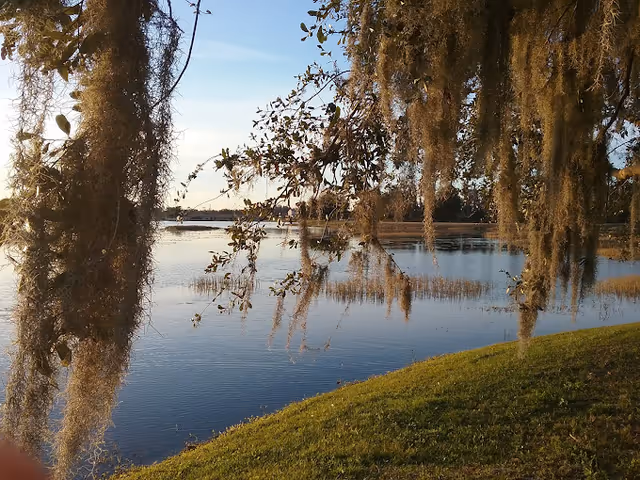 A peaceful lakeside scene with hanging Spanish moss from tree branches in the foreground, calm water reflecting the sky, and a grassy bank on the right side.