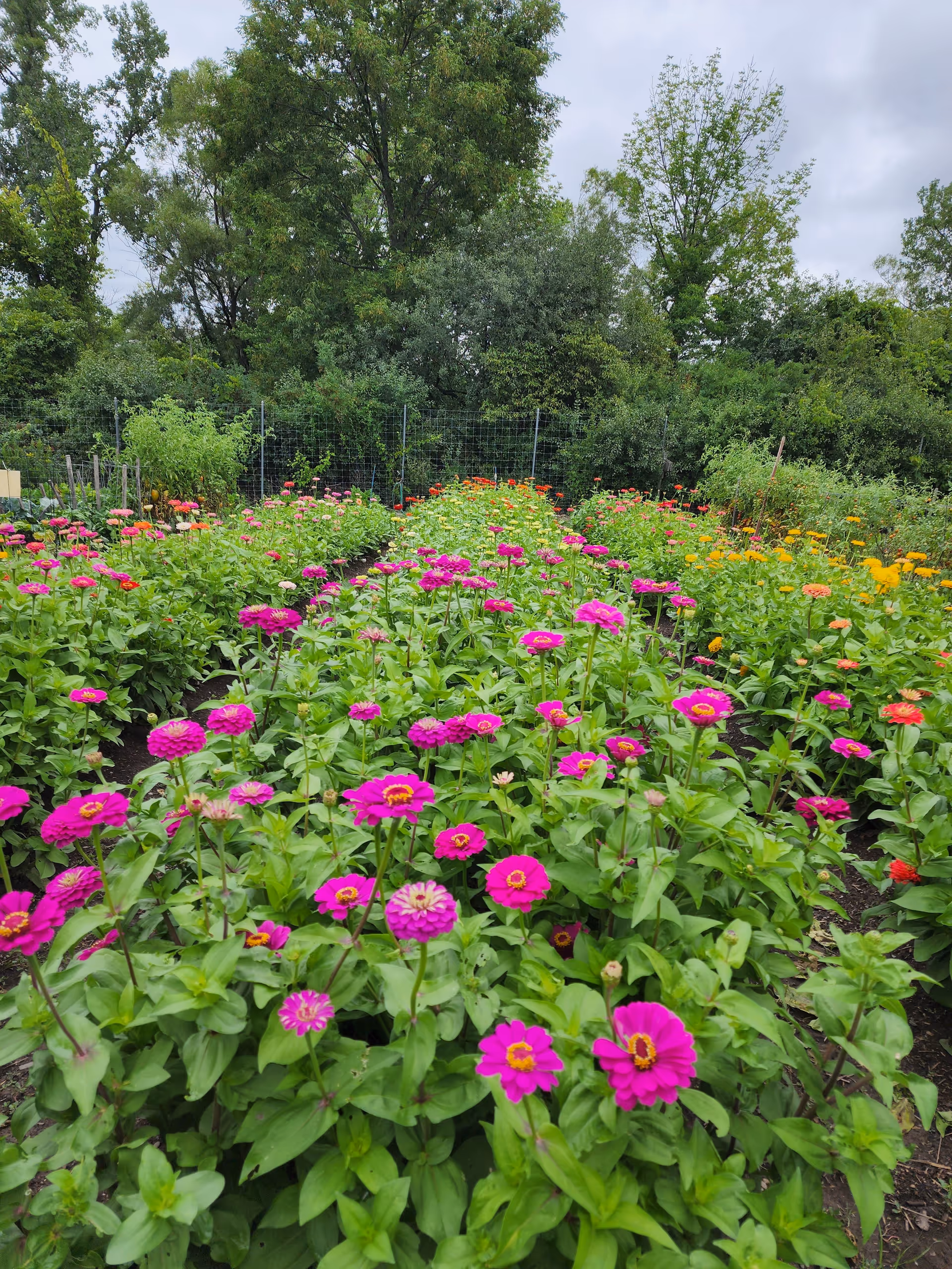 A vibrant garden with rows of blooming flowers in various colors including bright pink, orange, and yellow, surrounded by green trees and a cloudy sky overhead.
