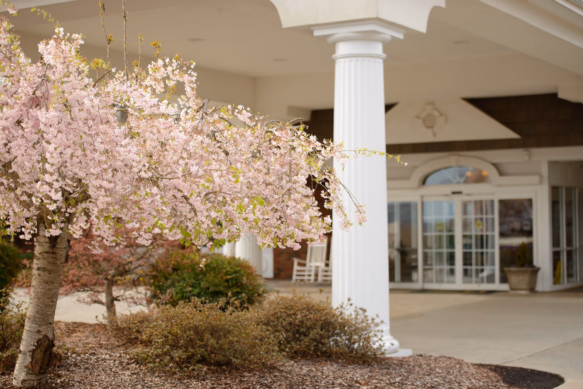 Entrance of a building with white columns and glass doors, with a blooming tree with pink flowers in the foreground and some bushes around the entrance area.