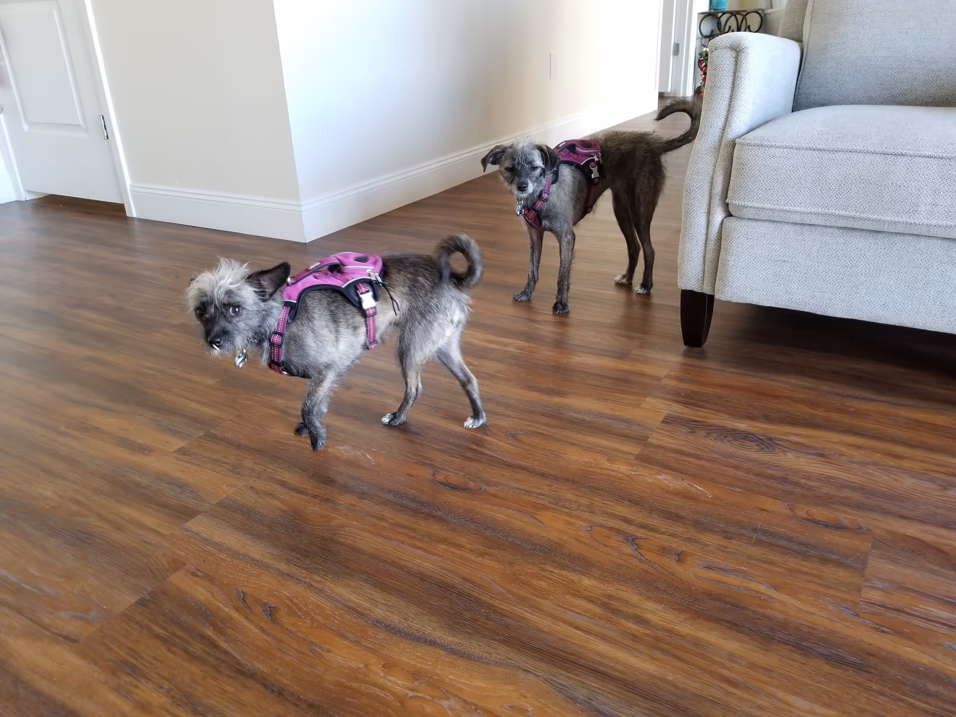 Two small dogs wearing pink harnesses standing on a wooden floor in a room with a light-colored armchair and white walls.