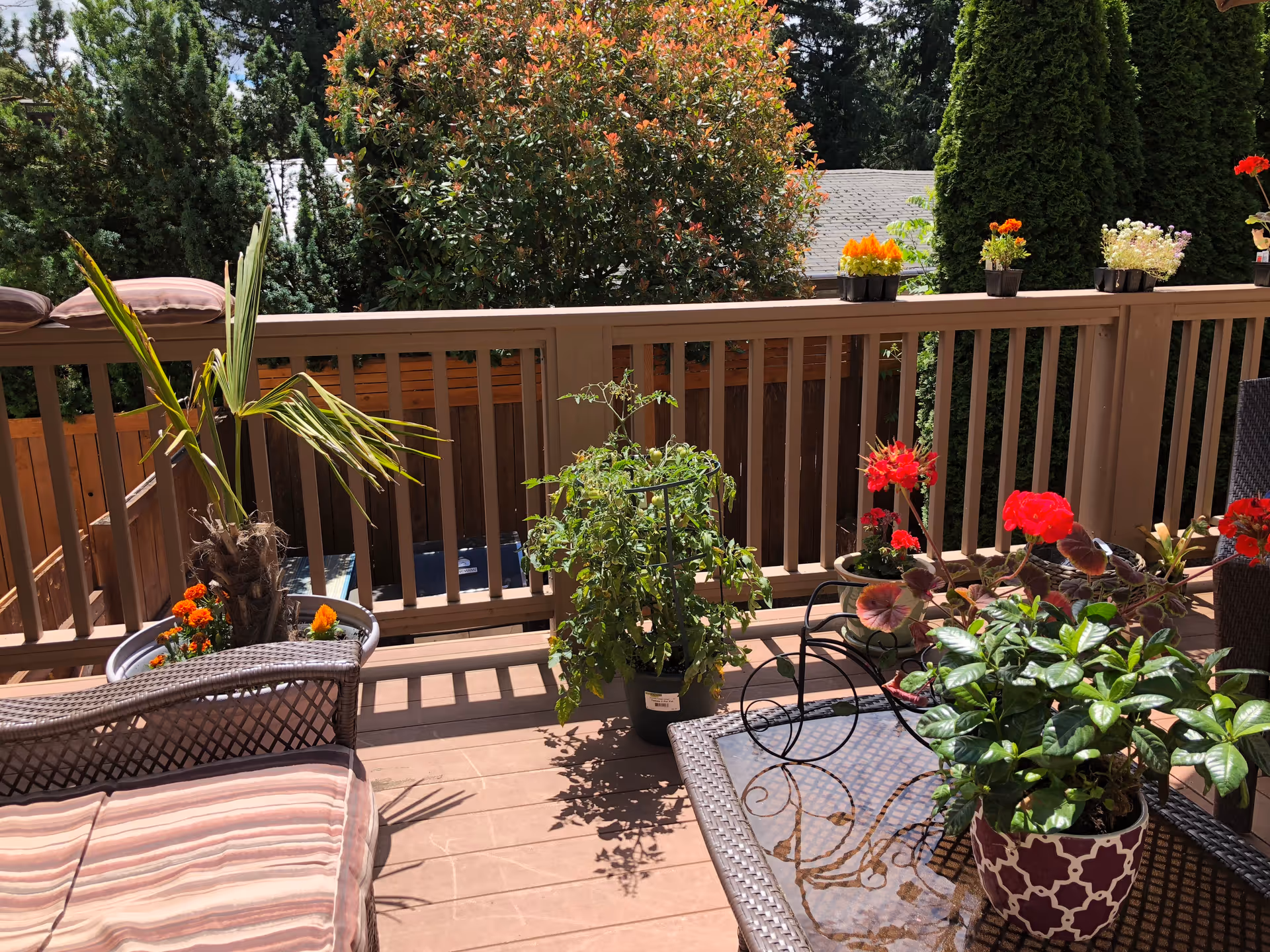 A sunny outdoor patio area with a wooden railing, several potted plants including flowers and greenery, a cushioned wicker chair, and a glass-top table with more potted plants on it. Trees and shrubs are visible in the background.