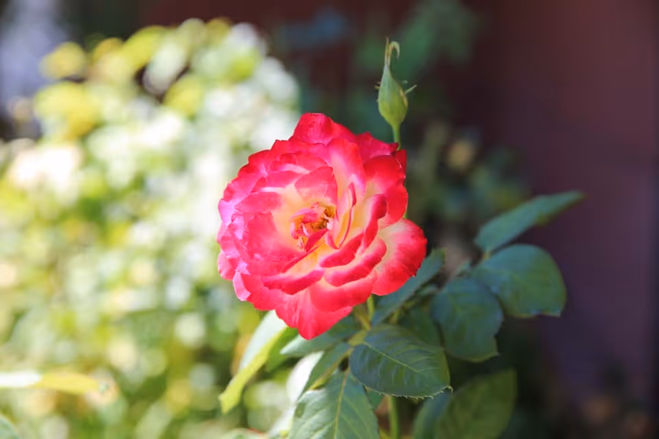 Close-up of a pink-and-yellow rose bloom with green leaves and a blurred garden background.