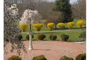 Circular brick patio with a birdbath surrounded by flowering trees, yellow shrubs, and a manicured lawn.