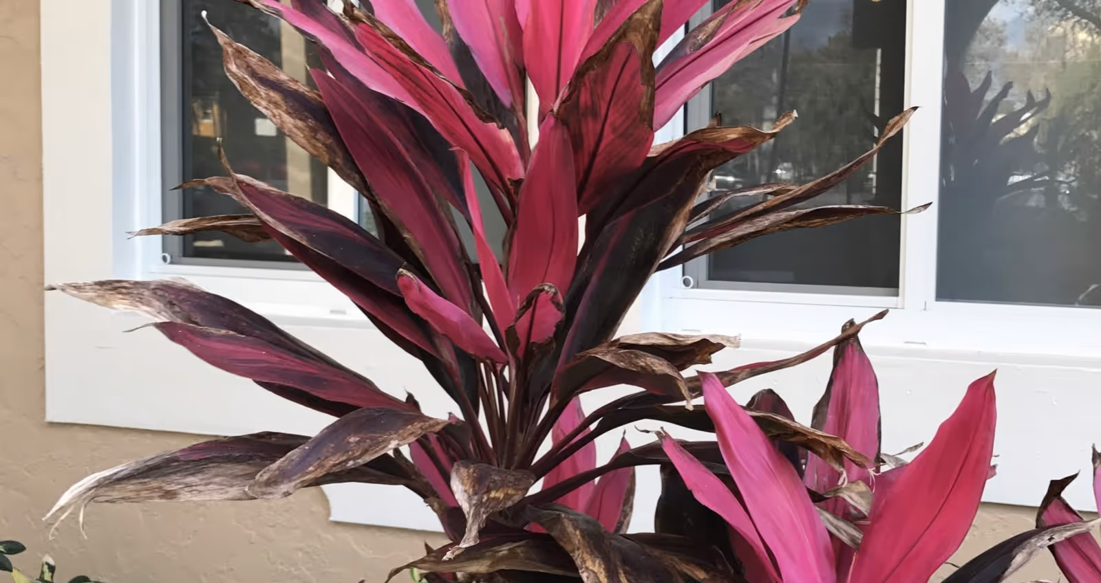 Close-up view of a plant with vibrant pink and dark purple leaves in front of a beige wall with white-framed windows.