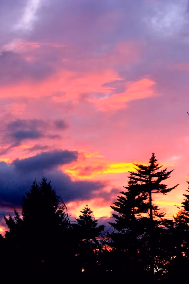 Silhouettes of tall evergreen trees against a vibrant sunset sky with shades of pink, purple, and orange clouds.