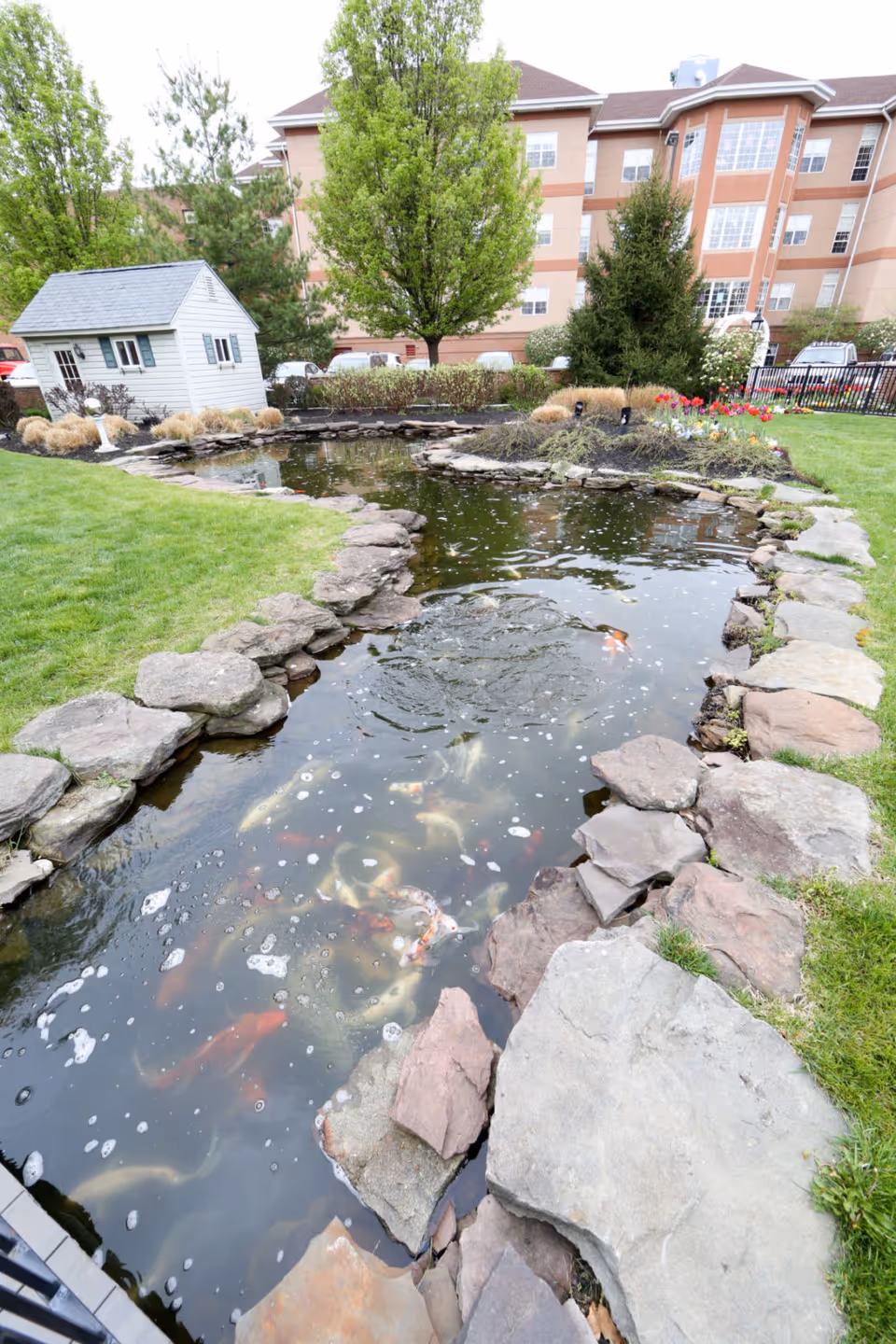 Outdoor garden area with a koi pond surrounded by rocks and green grass. There are trees, flowering plants, and a small white shed near the pond. In the background, a multi-story building with large windows is visible.