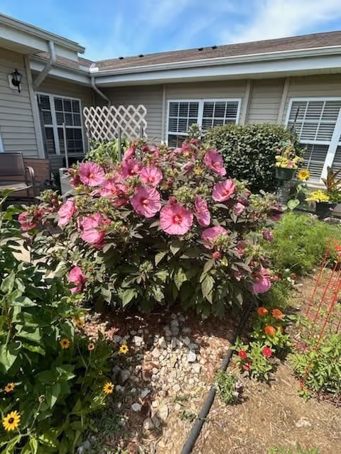 A garden area with a large bush of pink hibiscus flowers in full bloom, surrounded by other smaller flowering plants and greenery. In the background, there is a beige building with white-framed windows and a lattice panel near a patio area with outdoor seating. The sky is clear and blue.
