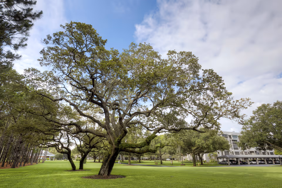 A large sprawling oak tree on a manicured lawn with additional trees and a multi-story building in the background under a partly cloudy sky.