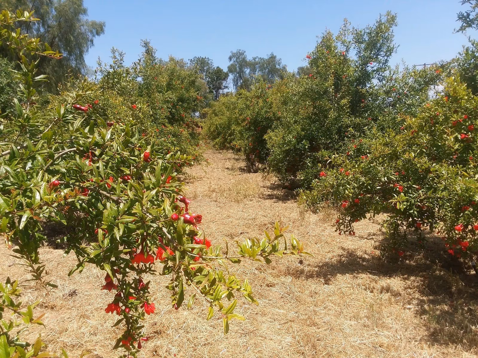 A sunny outdoor garden area with rows of green bushes bearing red flowers and fruits, under a clear blue sky.