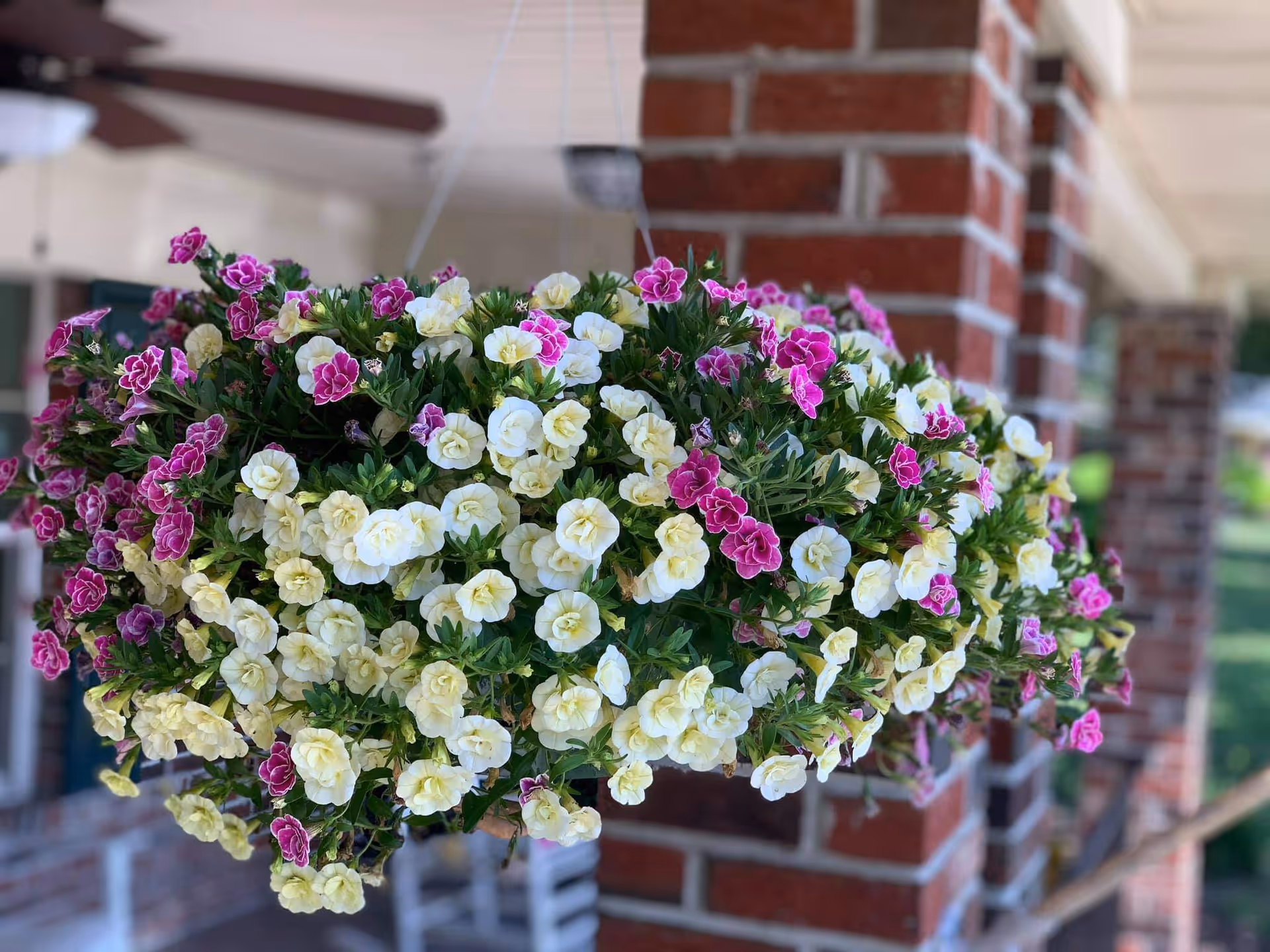 A hanging basket filled with blooming flowers in shades of white and pink, suspended in front of a brick column on a porch with a ceiling fan and rocking chairs in the background.