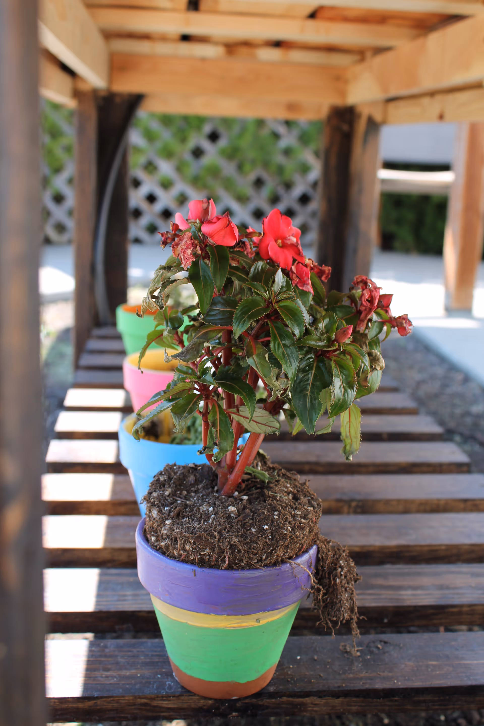 A row of colorfully painted flower pots, the nearest holding a red flowering plant, arranged on a wooden slatted bench outdoors.