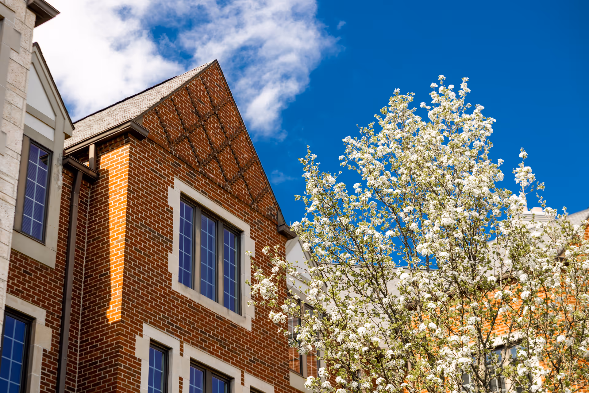 Brick building facade with tall mullioned windows and a flowering tree against a blue sky.
