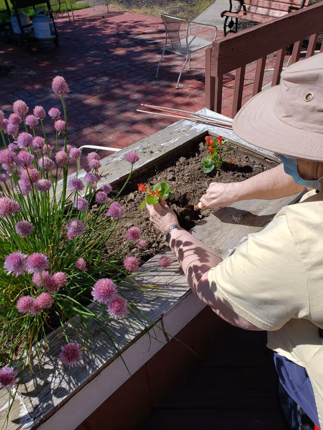An elderly person wearing a beige hat and light-colored shirt is planting small red flowers in a raised garden bed outdoors. Purple flowers are blooming on one side of the garden bed, and there is a brick patio with metal chairs and a propane tank in the background.