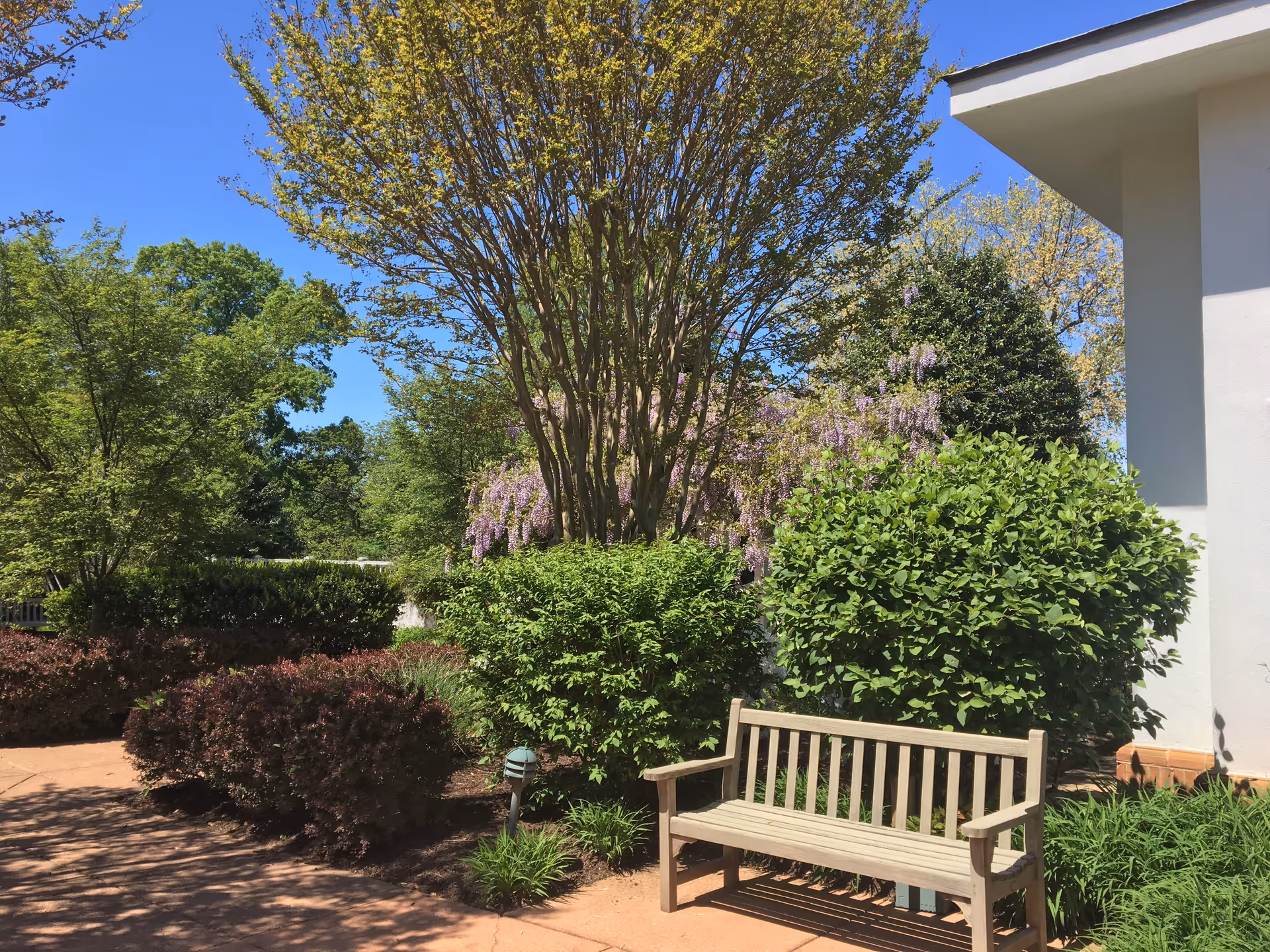 Wooden bench on a paved patio surrounded by shrubs, trees, and a white building wall under a clear blue sky.