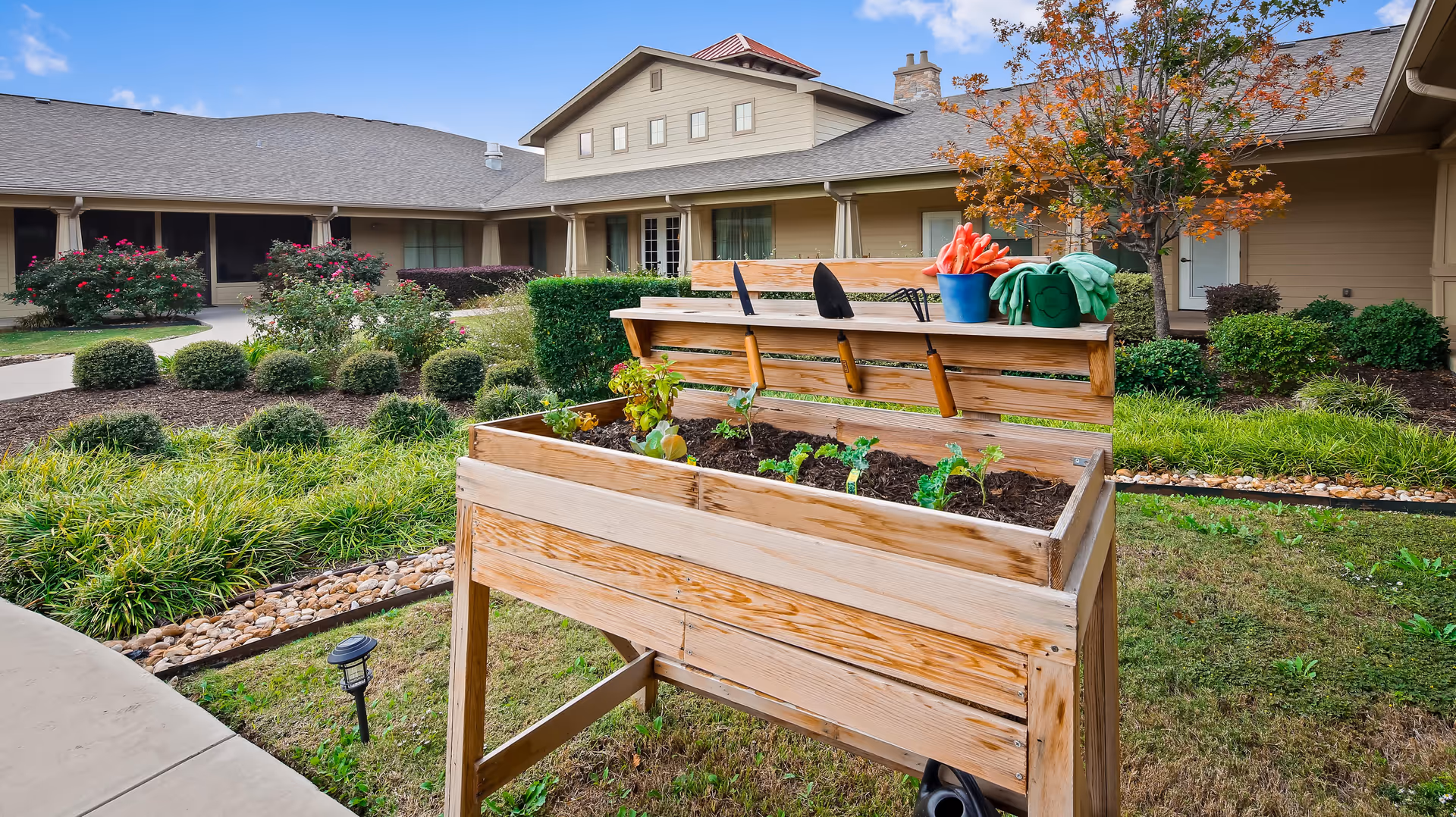 A raised wooden garden bed with small plants growing in soil, gardening tools, and gloves placed on the backrest. The garden bed is situated on a grassy area with landscaped bushes and a tree nearby. In the background, there is a single-story building with a covered walkway and a clear blue sky.