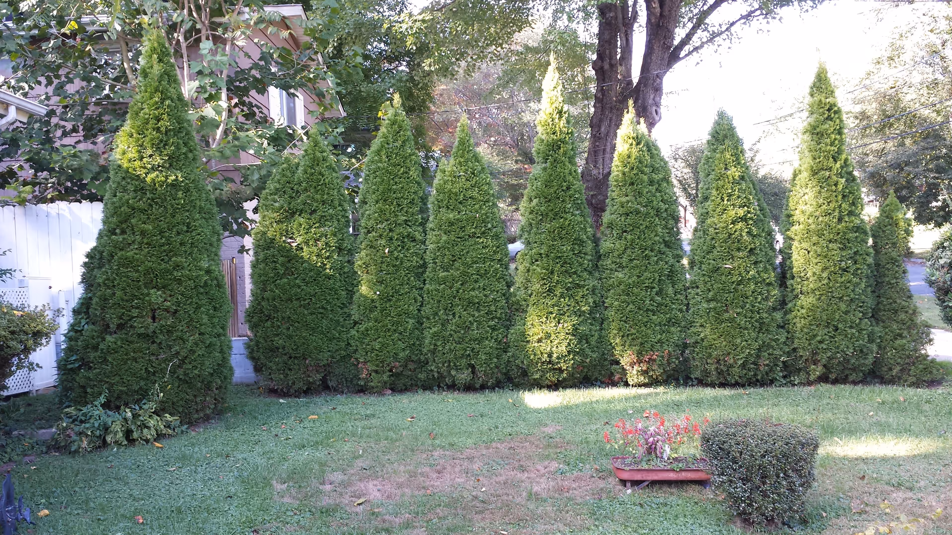A row of tall conical evergreen trees forms a hedge along a grassy yard with a small planter and a trimmed shrub.
