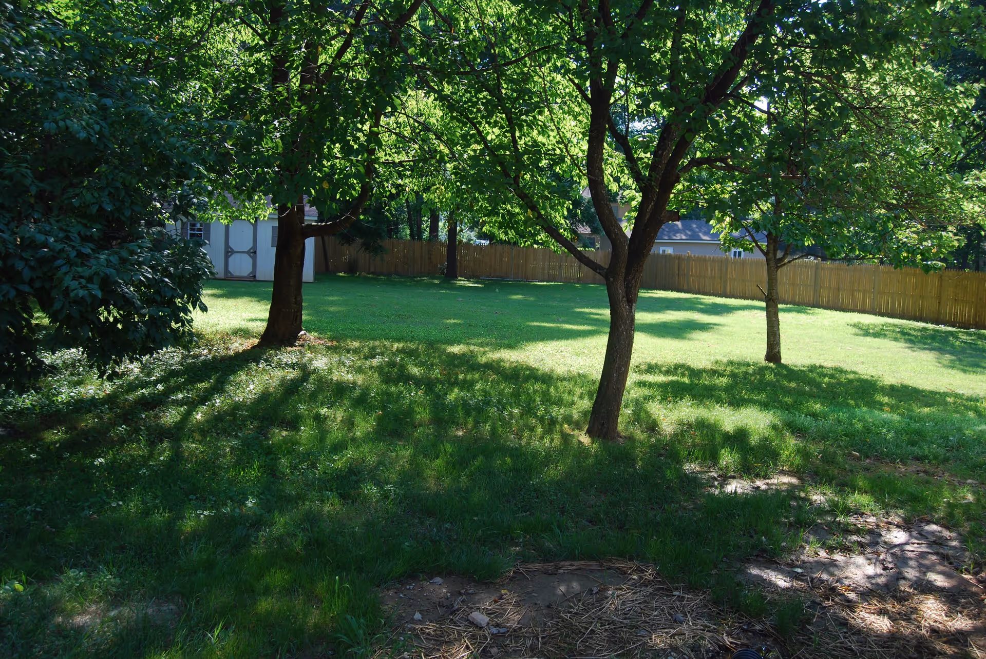 A sunny outdoor area with green grass, several trees casting shadows, a wooden fence in the background, and a small shed or outbuilding visible behind the trees.