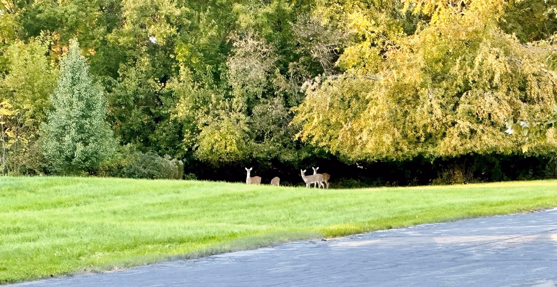 Three deer standing on a grassy lawn at the edge of a wooded area next to a paved driveway.