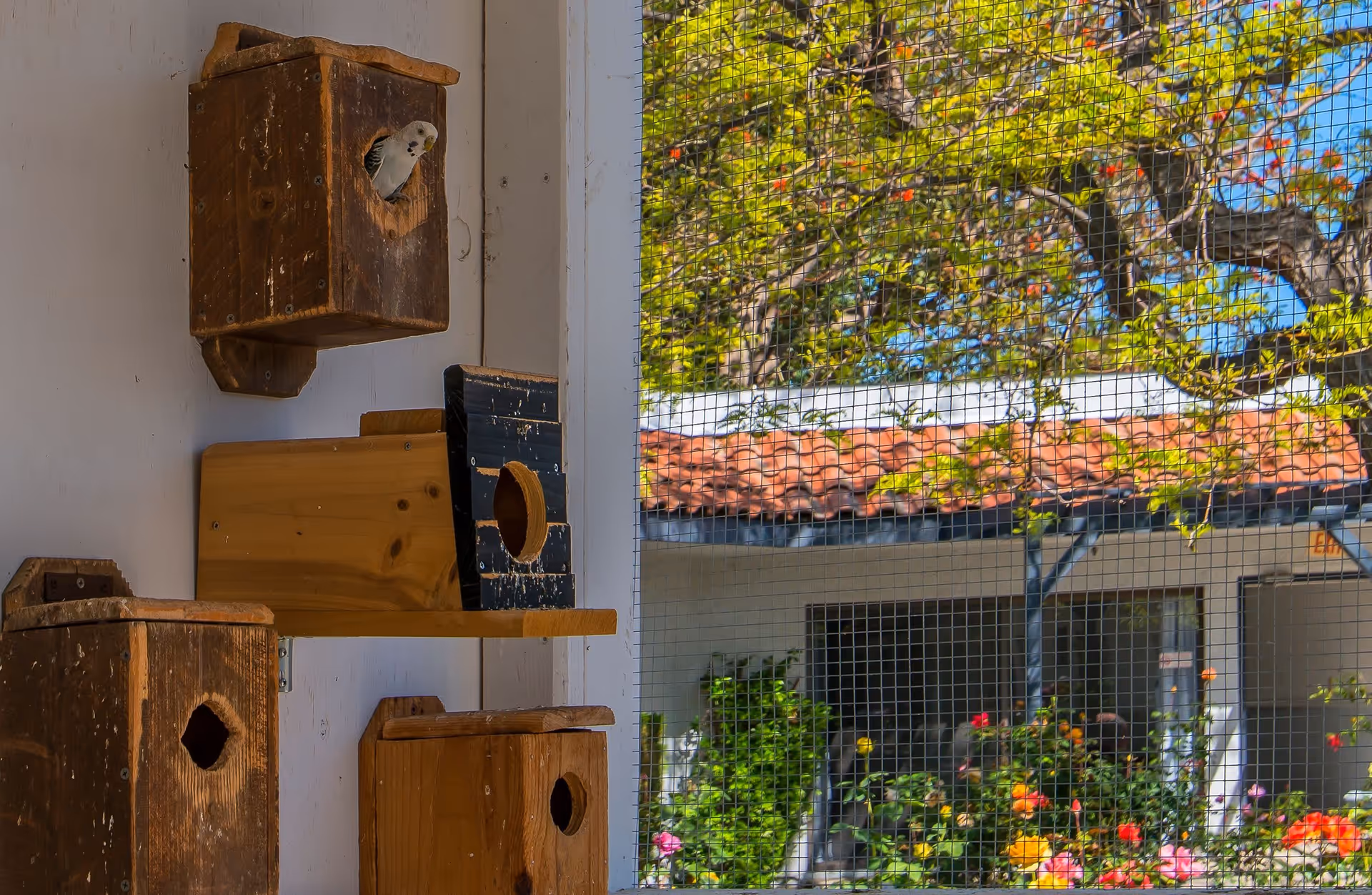 A small bird peeks out from a wooden birdhouse mounted on a white wall. Several other wooden birdhouses are also mounted nearby. Outside the mesh screen, there is a garden with colorful flowers and a building with a tiled roof and windows.