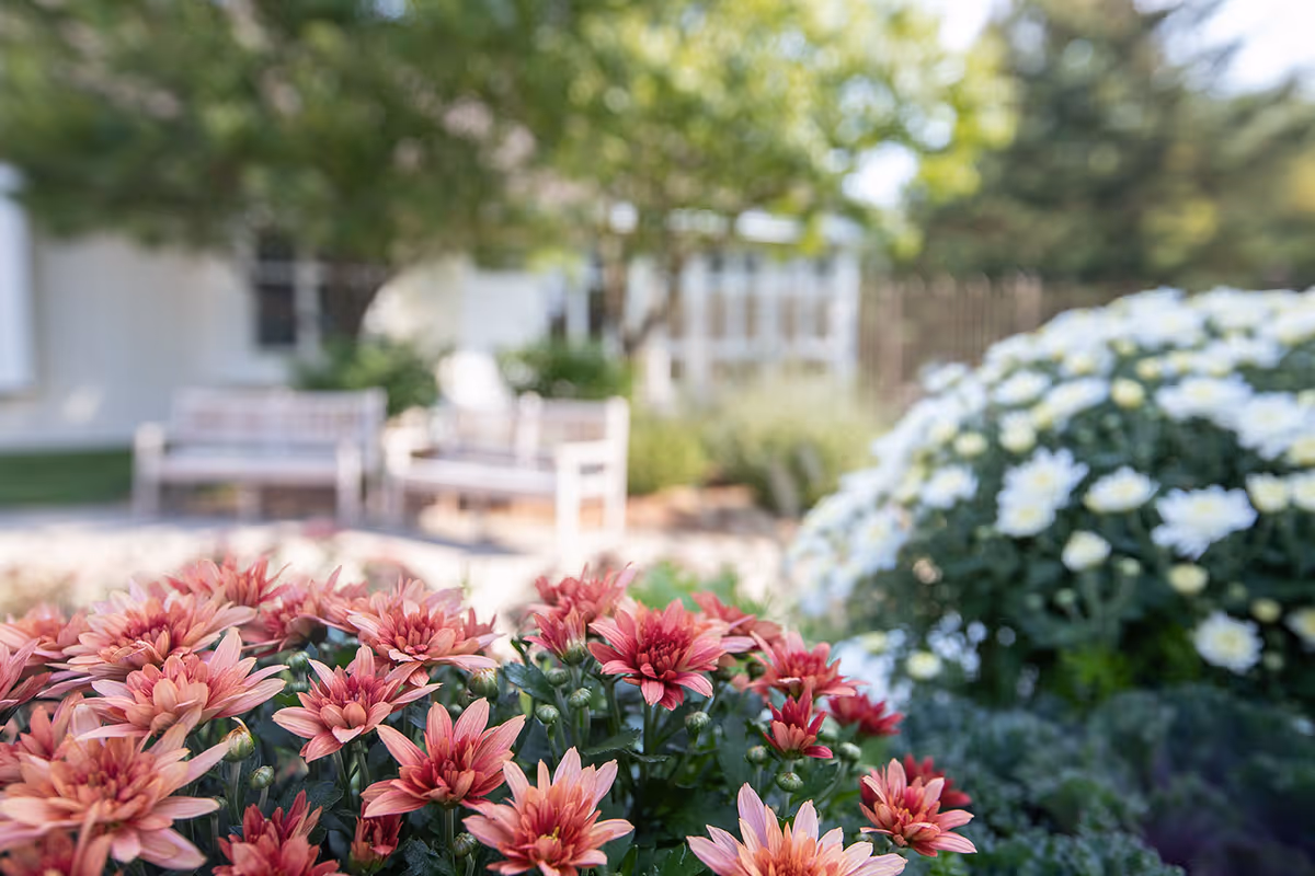 Pink and white chrysanthemums in the foreground with blurred benches and a courtyard building in the background.