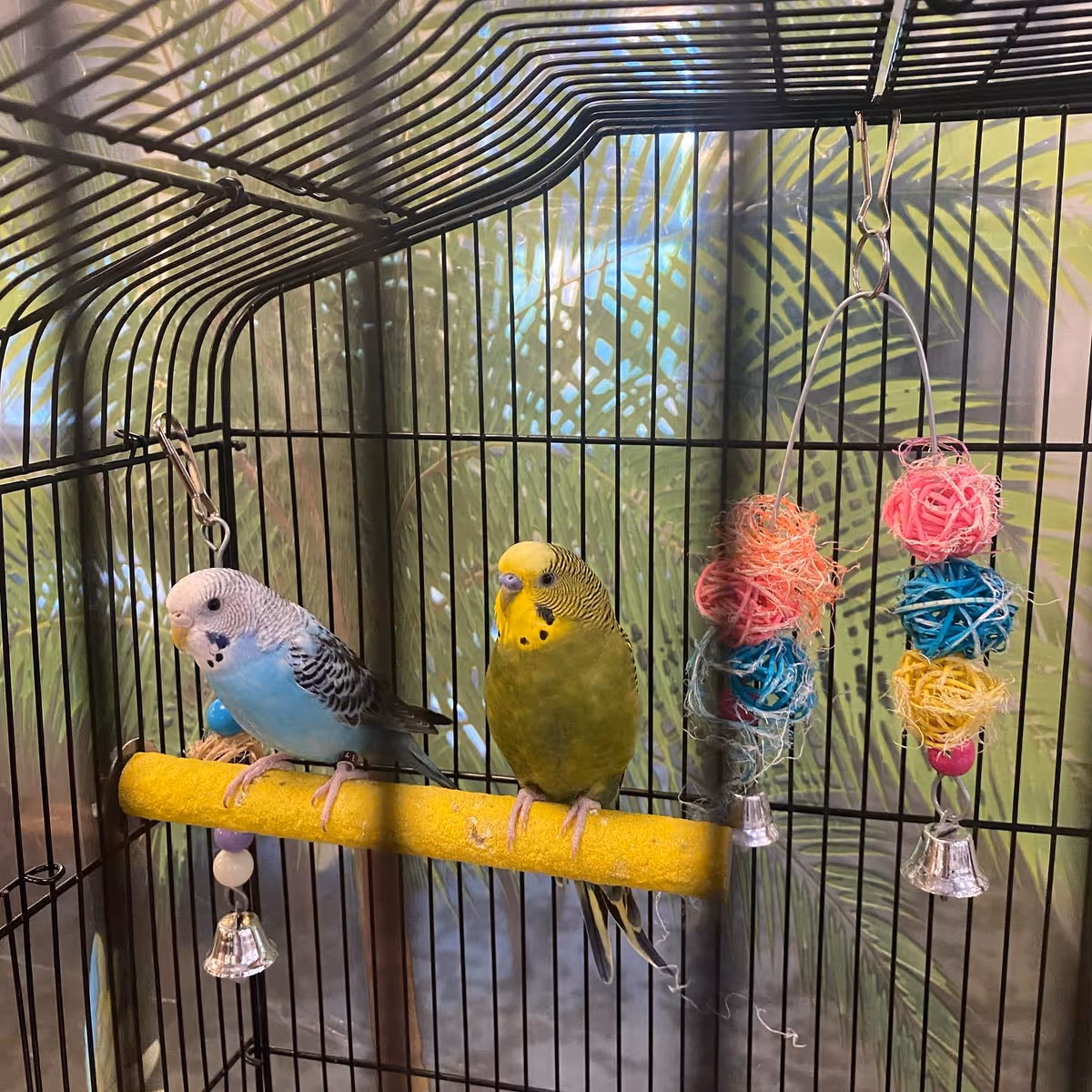 Two budgerigars—one blue-and-white and one green-and-yellow—perched on a yellow perch inside a birdcage with hanging toys.