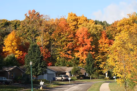 A residential street with houses and parked cars in front of a hillside of trees displaying colorful fall foliage.